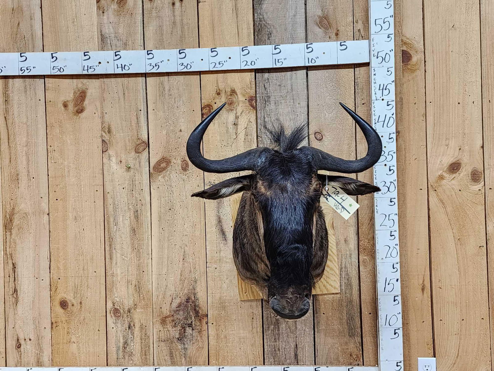 African Blue Wildebeest Shoulder Mount Taxidermy (1 of 3)