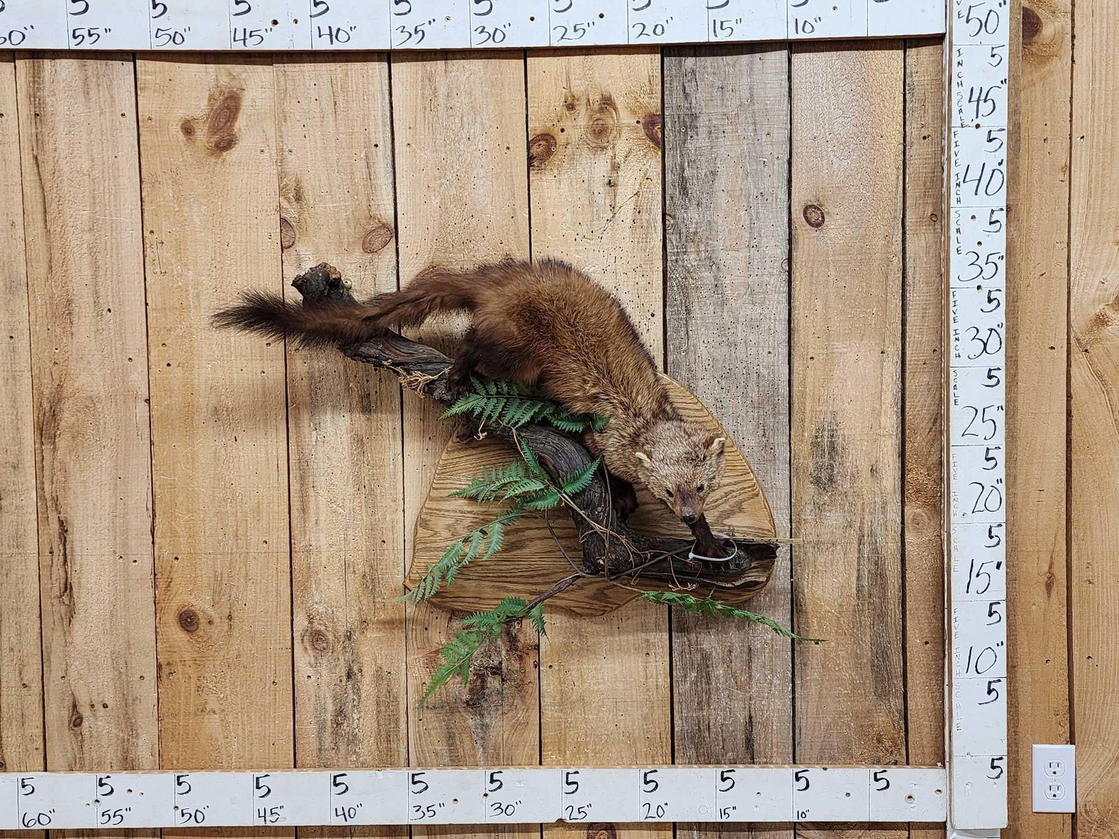 North American Fisher Full Body Taxidermy Mount (1 of 5)