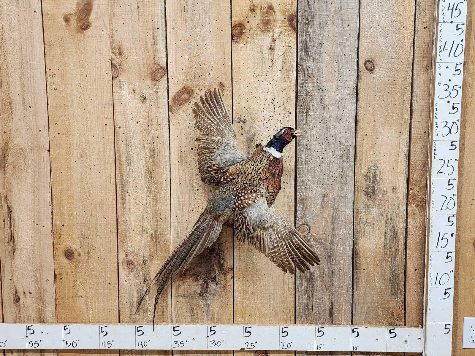 Ringneck Pheasant In Flight Bird Taxidermy (1 of 4)