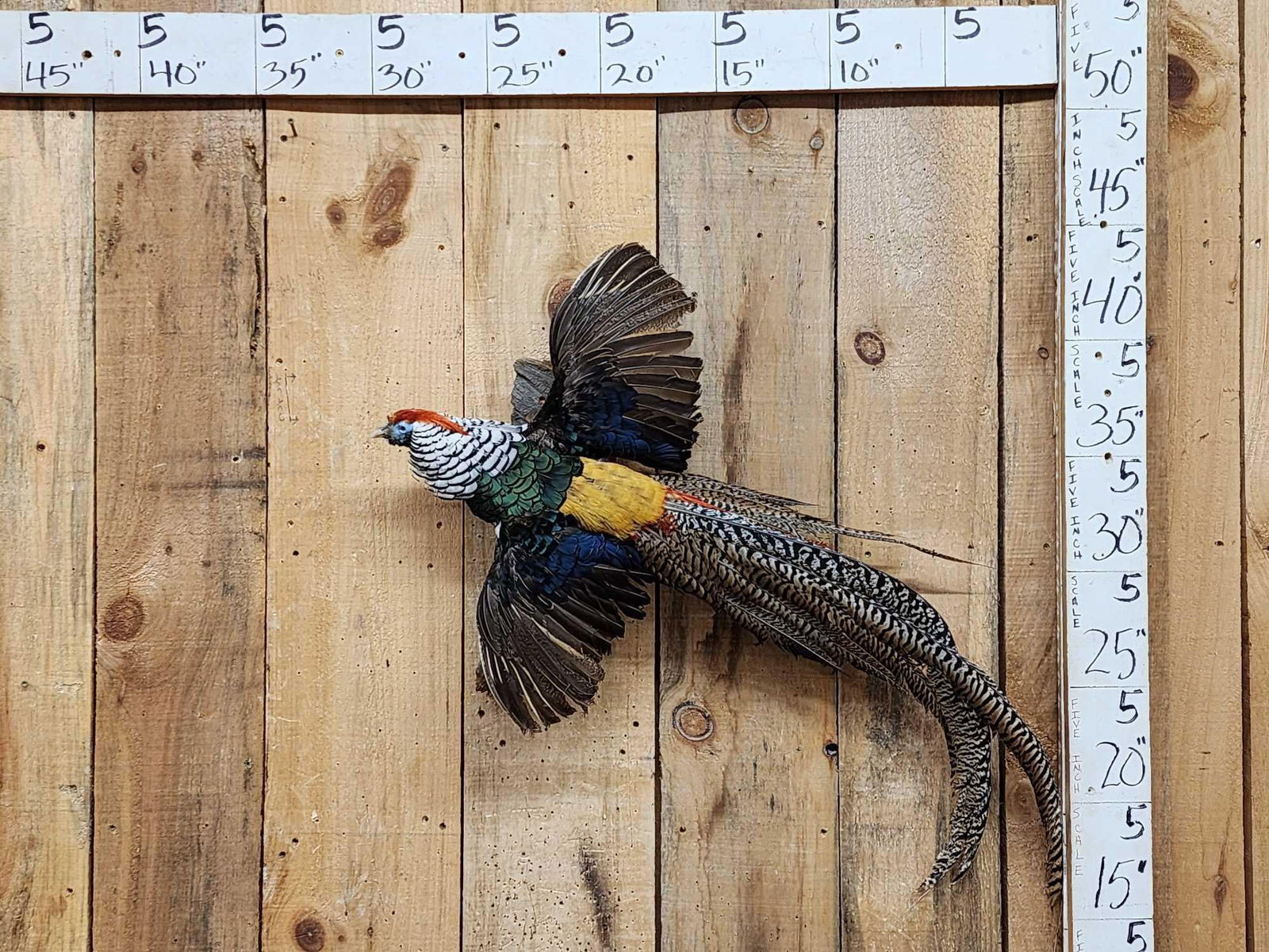 Lady Amherst Pheasant In Flight Bird Taxidermy (1 of 3)