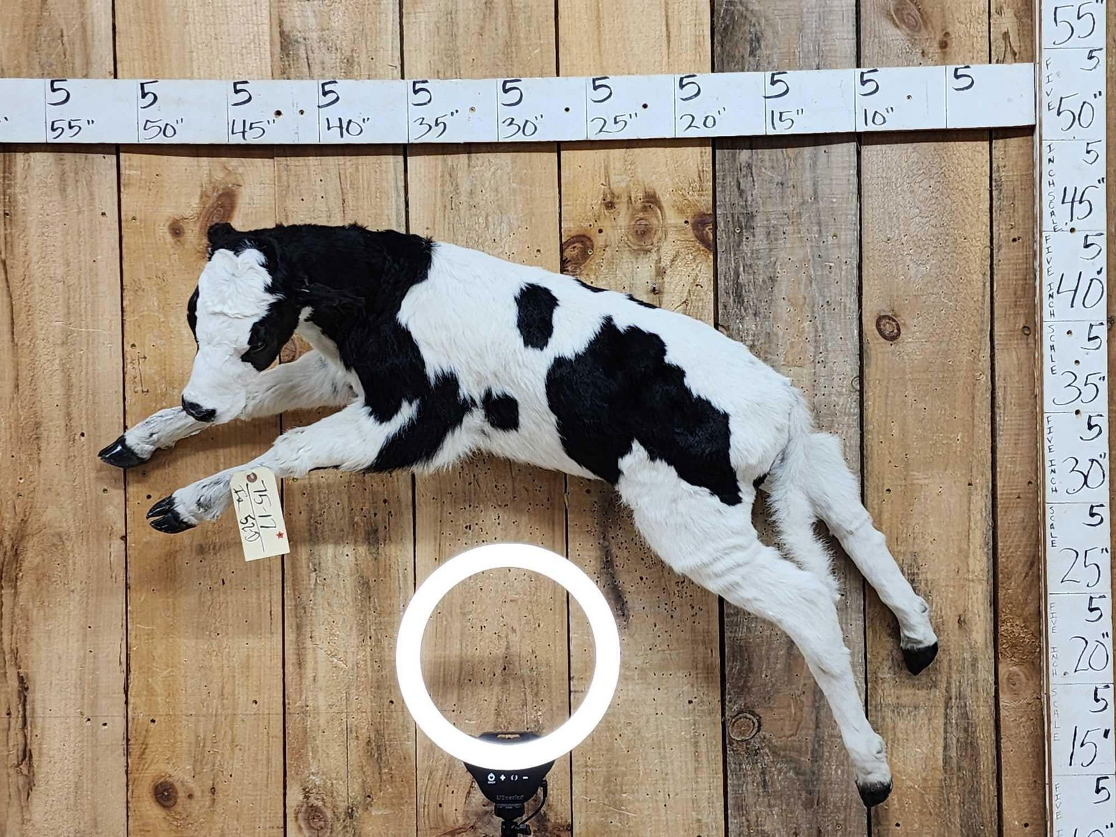 Holstein Baby Calf Leaping Pose Taxidermy (1 of 5)
