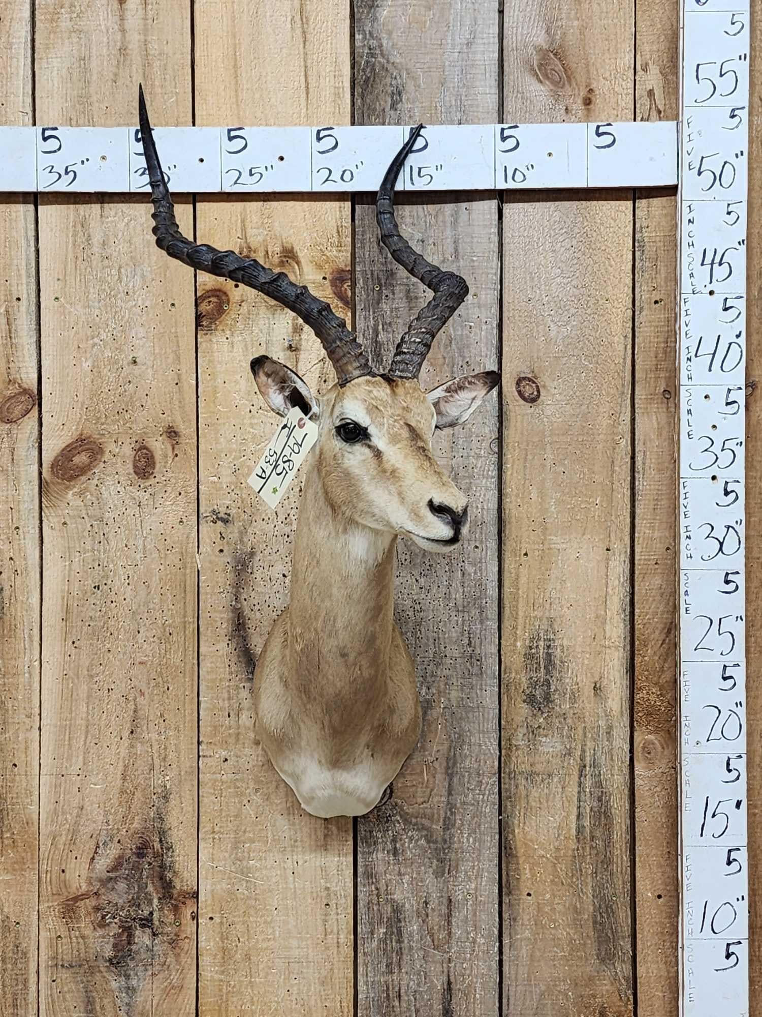 African Impala Shoulder Mount Taxidermy (1 of 4)