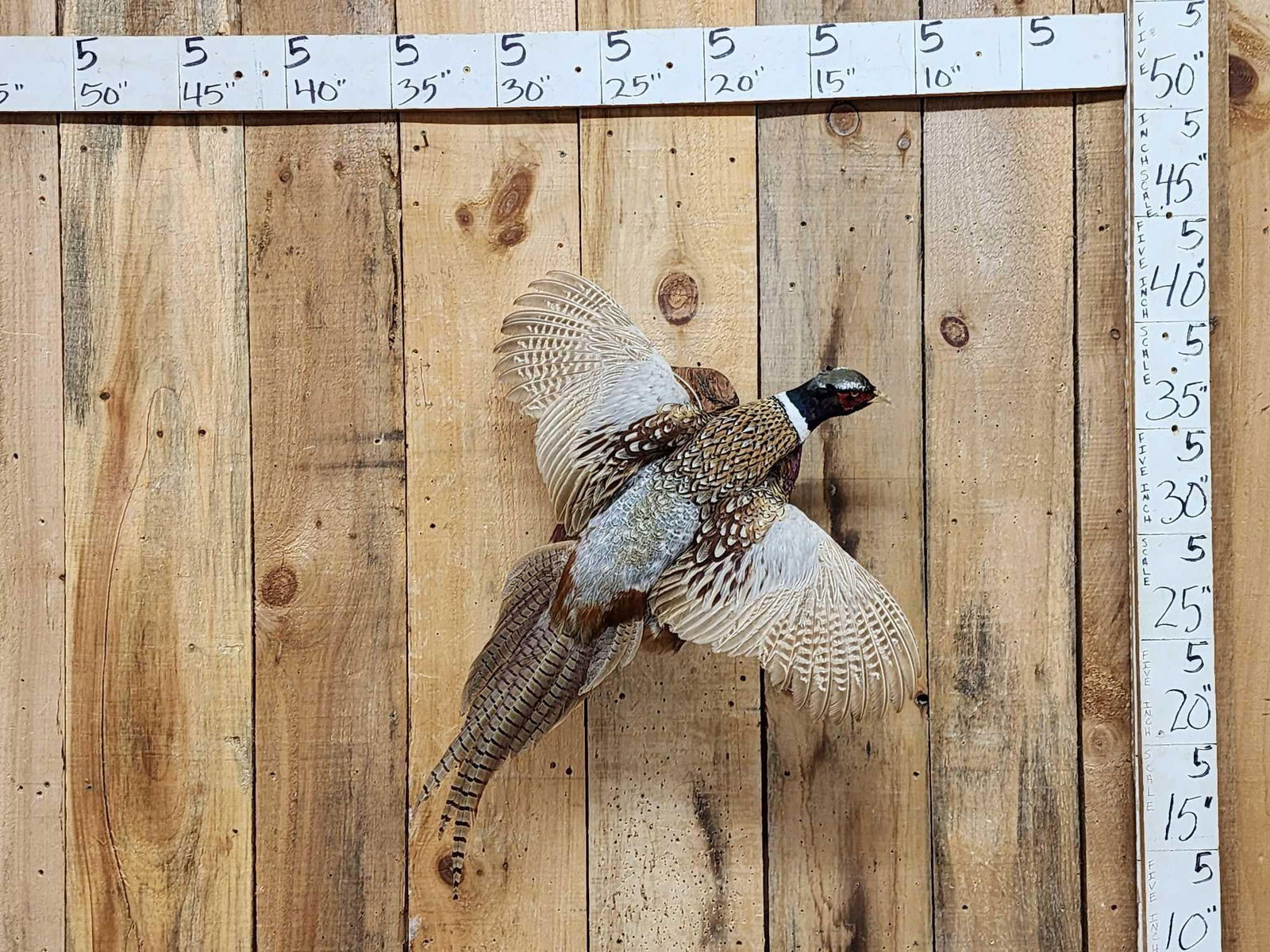 Ringneck Pheasant In Flight Bird Taxidermy (1 of 3)