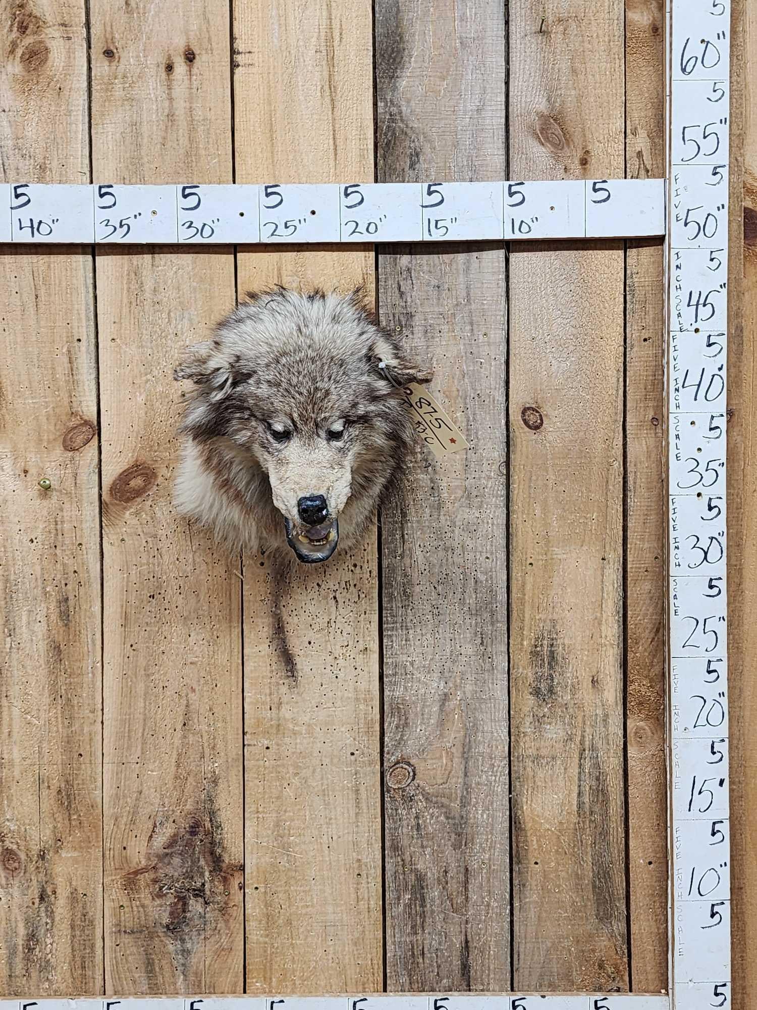 Alaskan Wolf Shoulder Mount Taxidermy (1 of 3)