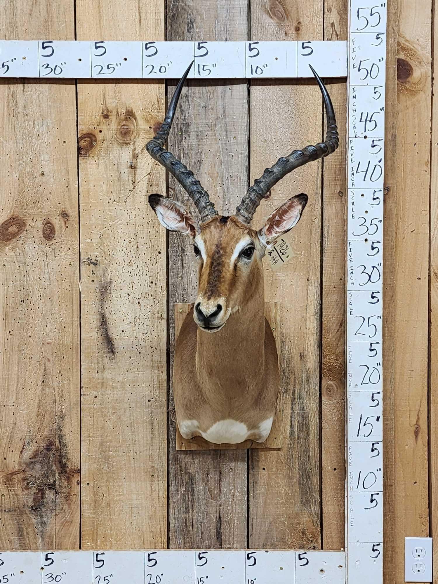 African Impala Shoulder Mount Taxidermy (1 of 3)
