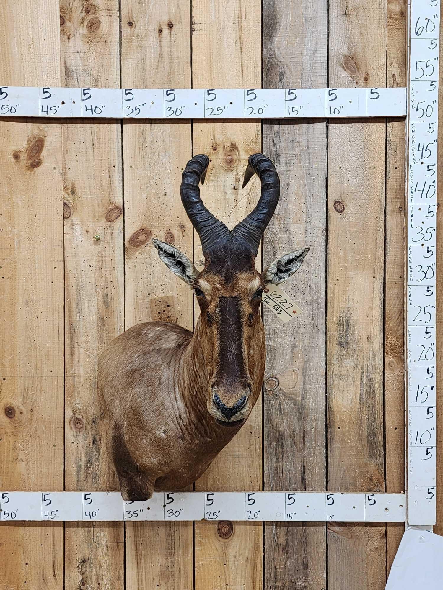 African Hartebeest Shoulder Mount Taxidermy (1 of 4)