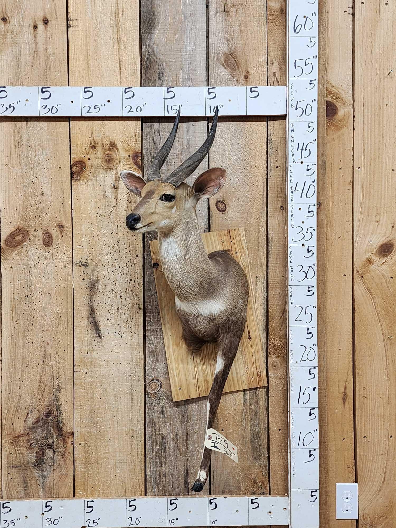 African Bush Buck Half Body Taxidermy Mount (1 of 3)