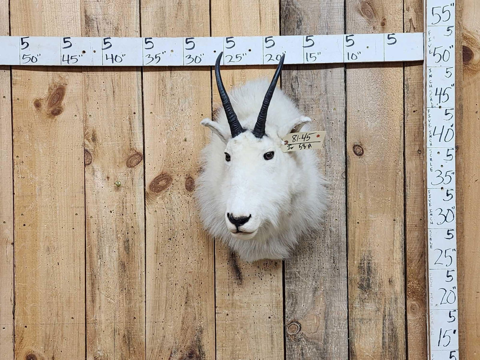 Mountain Goat Shoulder Mount Taxidermy (1 of 4)