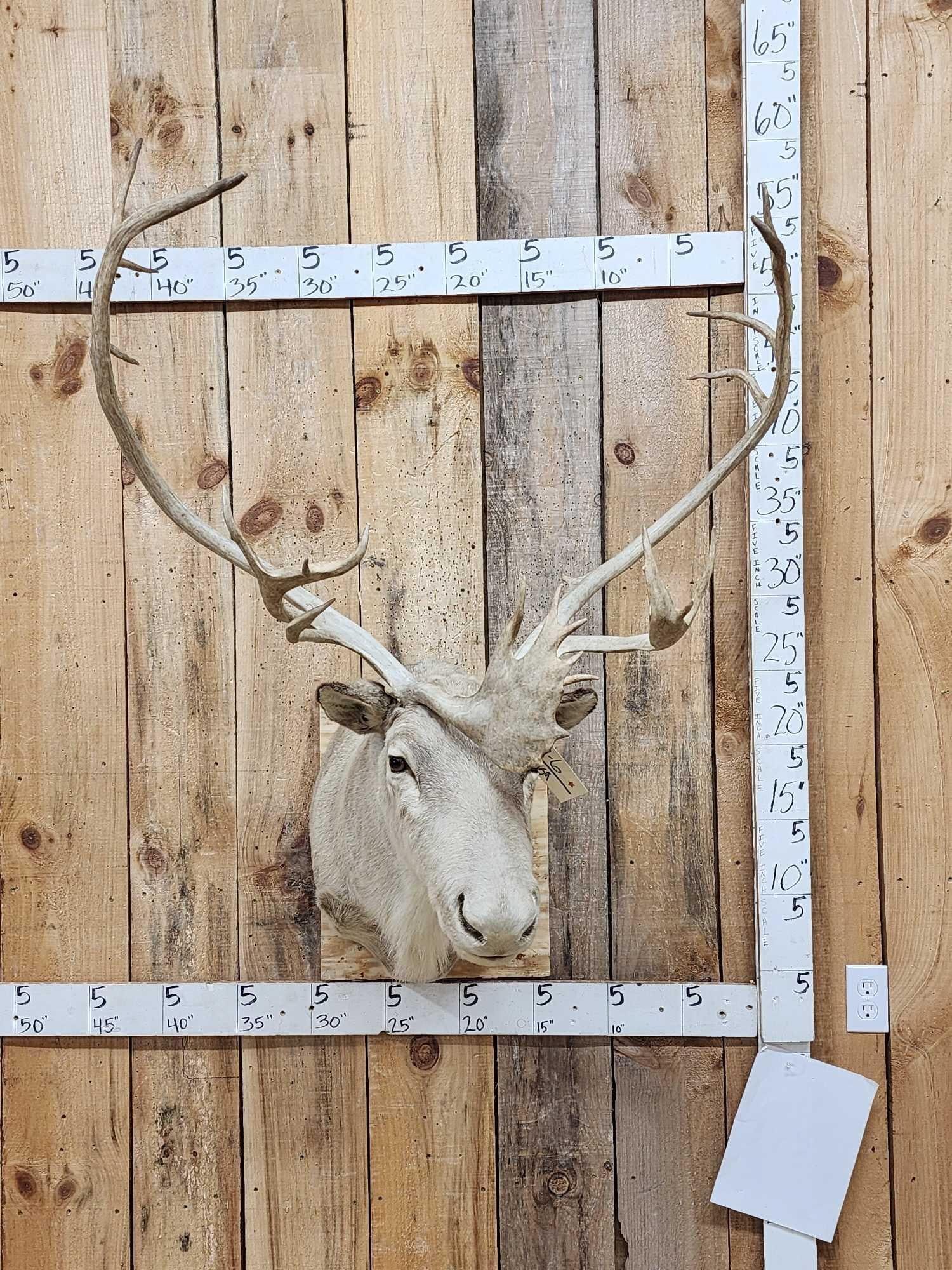 Caribou Shoulder Mount Taxidermy (1 of 5)