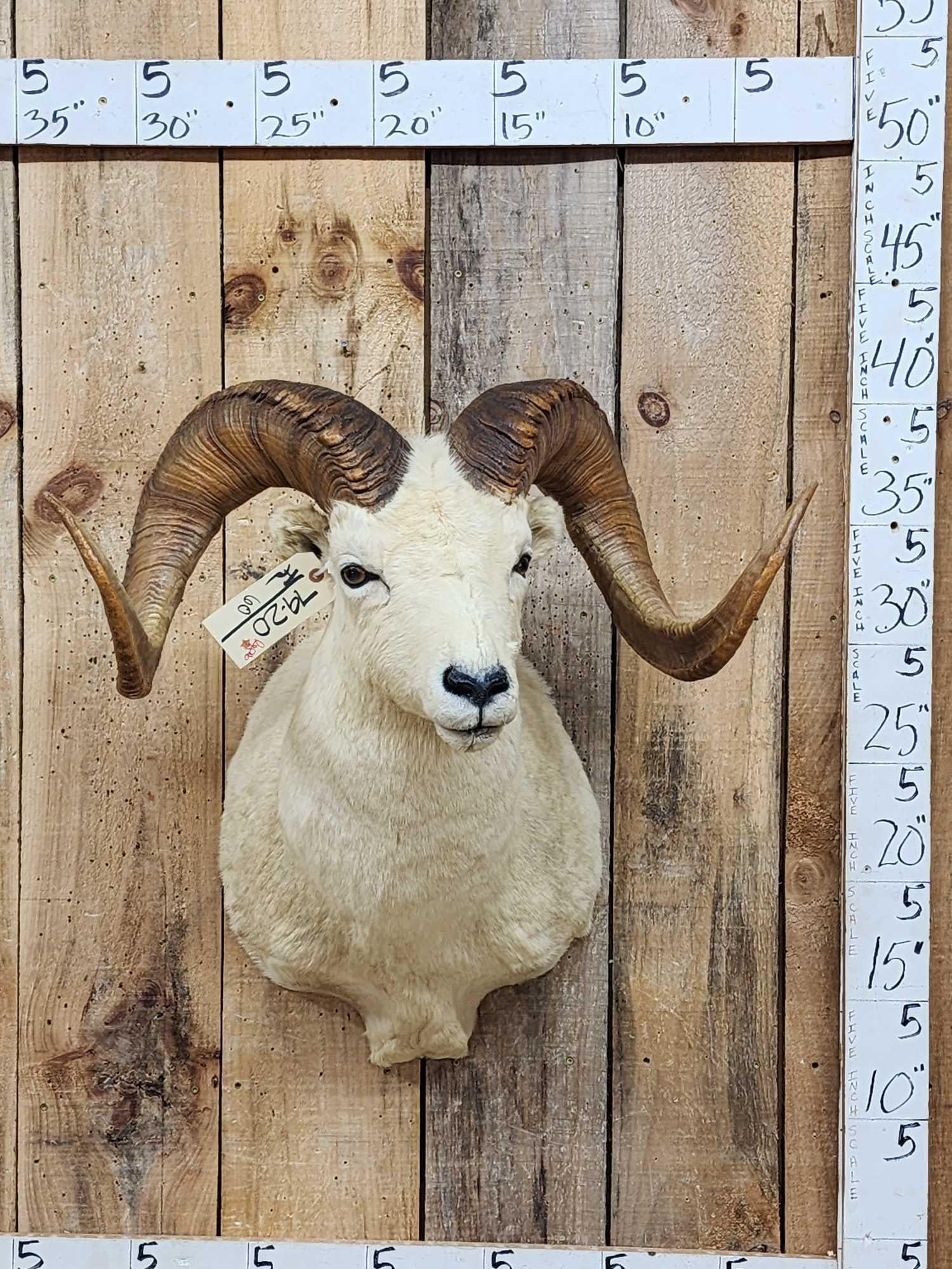 Alaskan Dall Sheep Shoulder Mount (1 of 4)