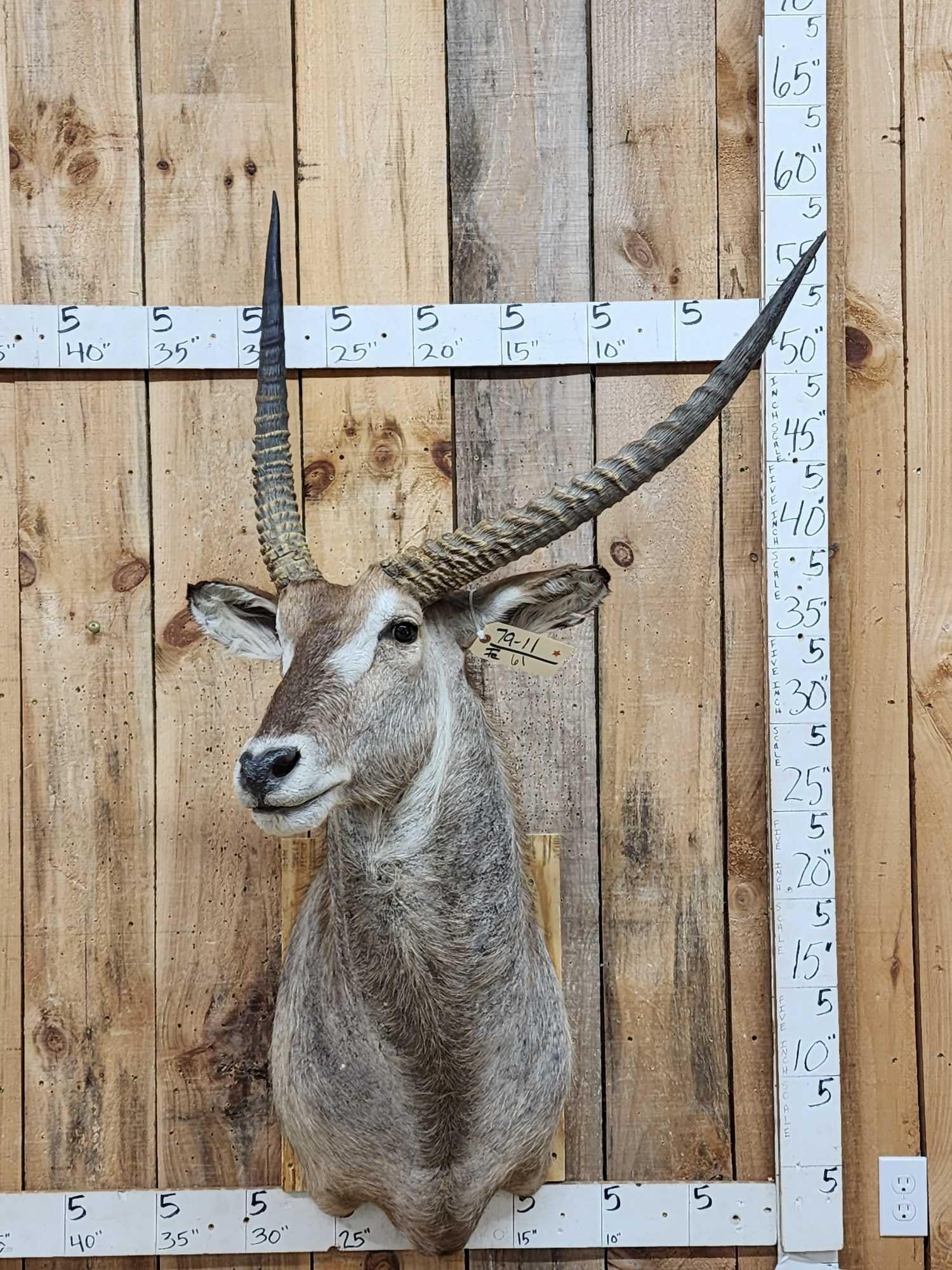 African Waterbuck Shoulder Mount Taxidermy (1 of 5)