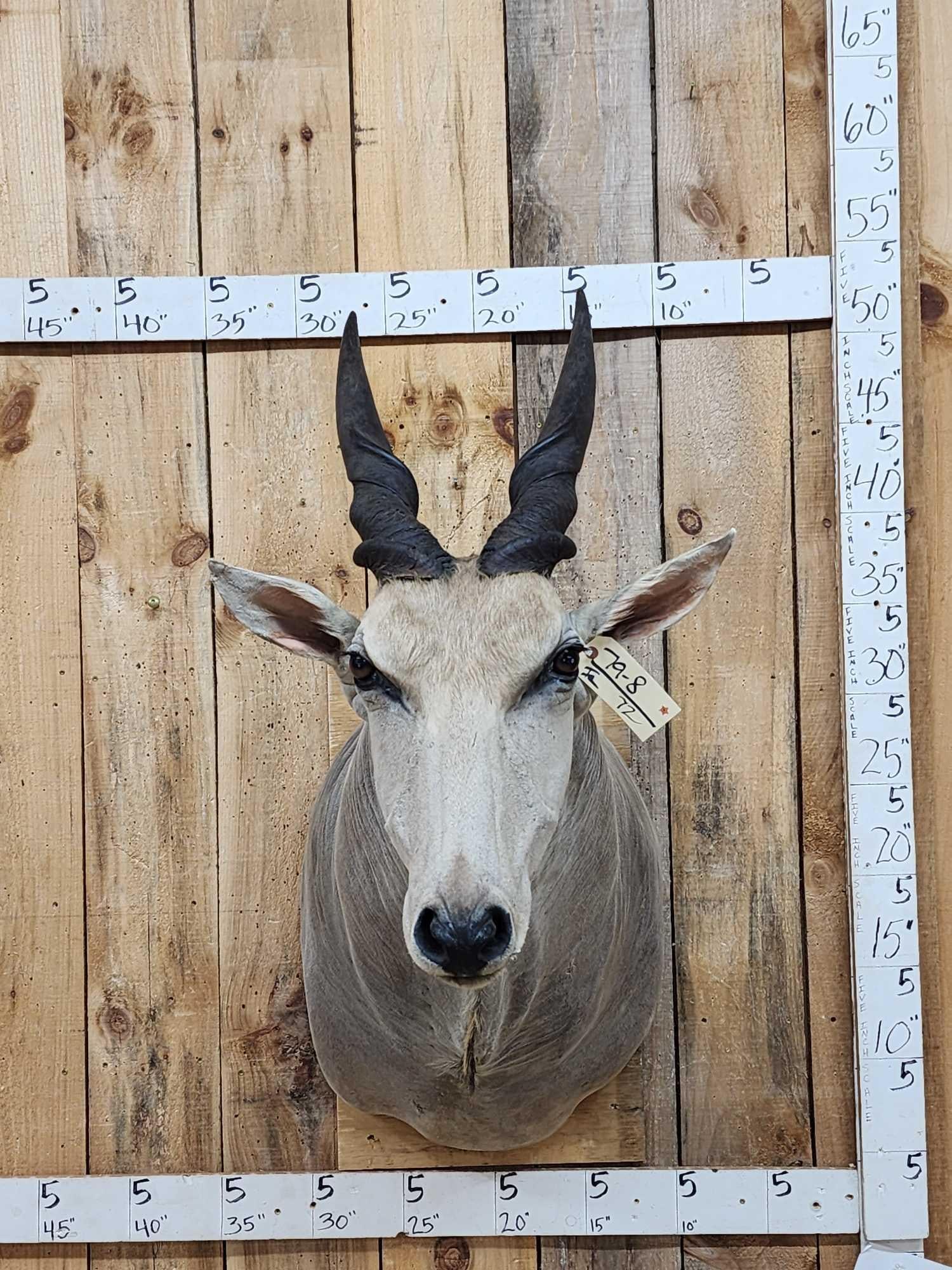 African Eland Shoulder Mount Taxidermy (1 of 3)