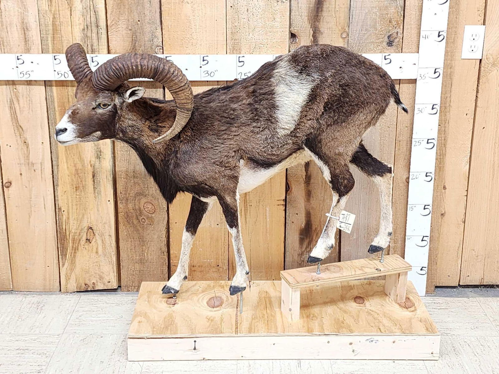 Mouflon Cross Ram Sheep Full Body Taxidermy Mount (1 of 5)