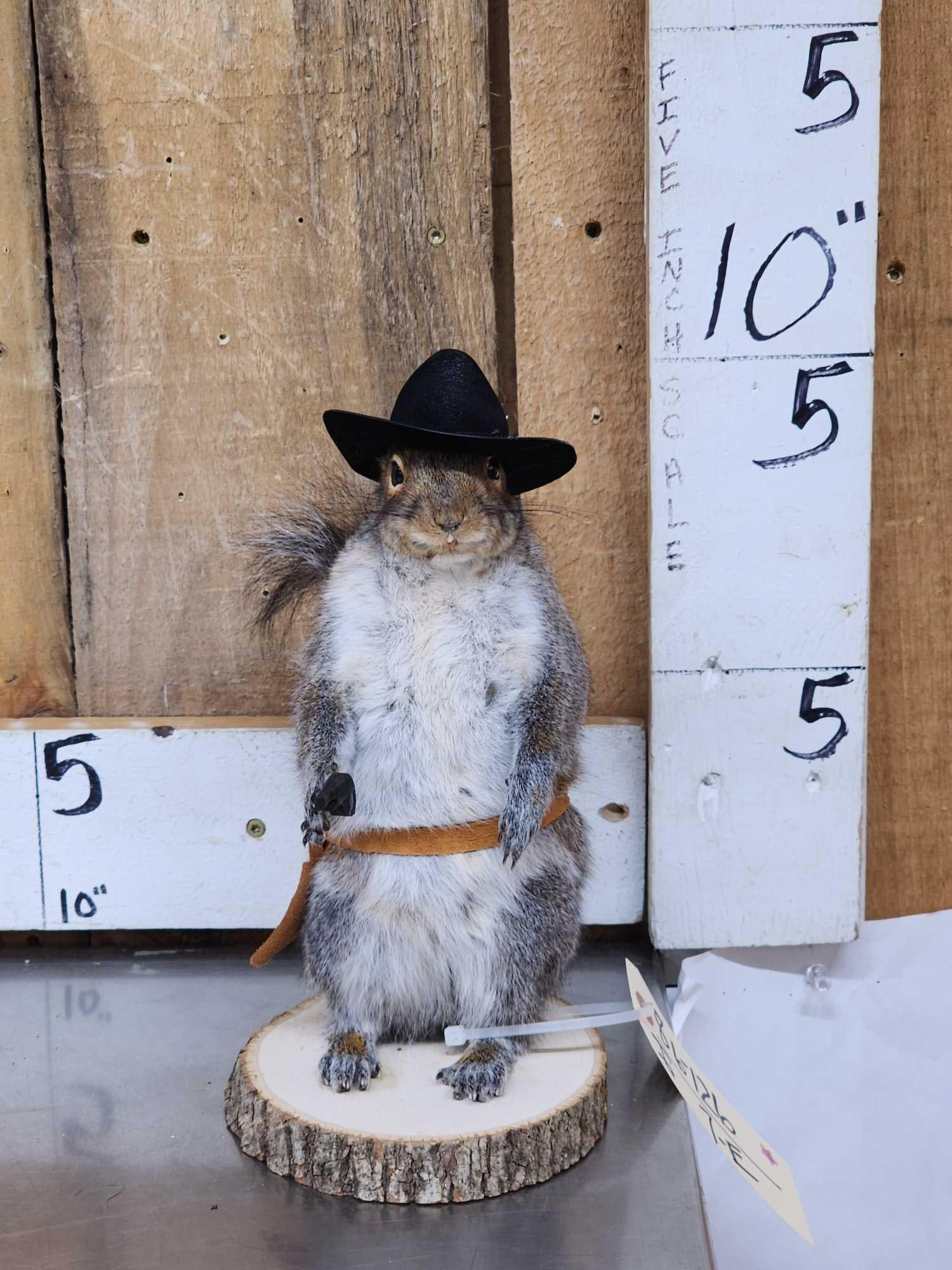 Sheriff Squirrel Taxidermy Mount (1 of 5)