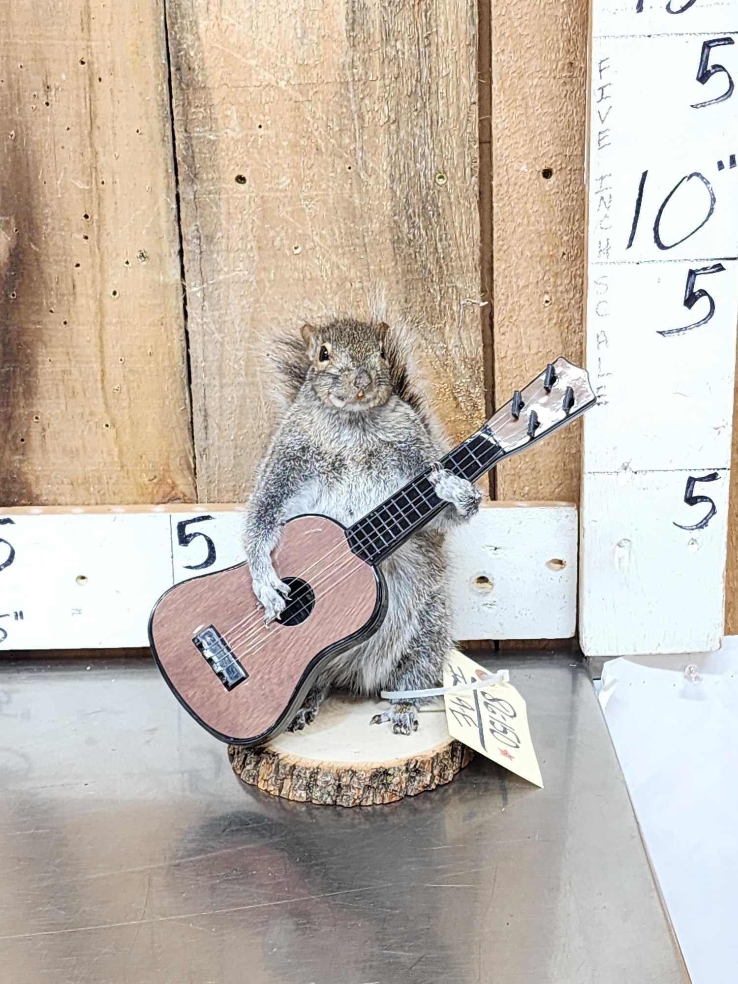 Squirrel Playing Guitar Taxidermy: 86.50 Brand new mount cute factor is HIGH