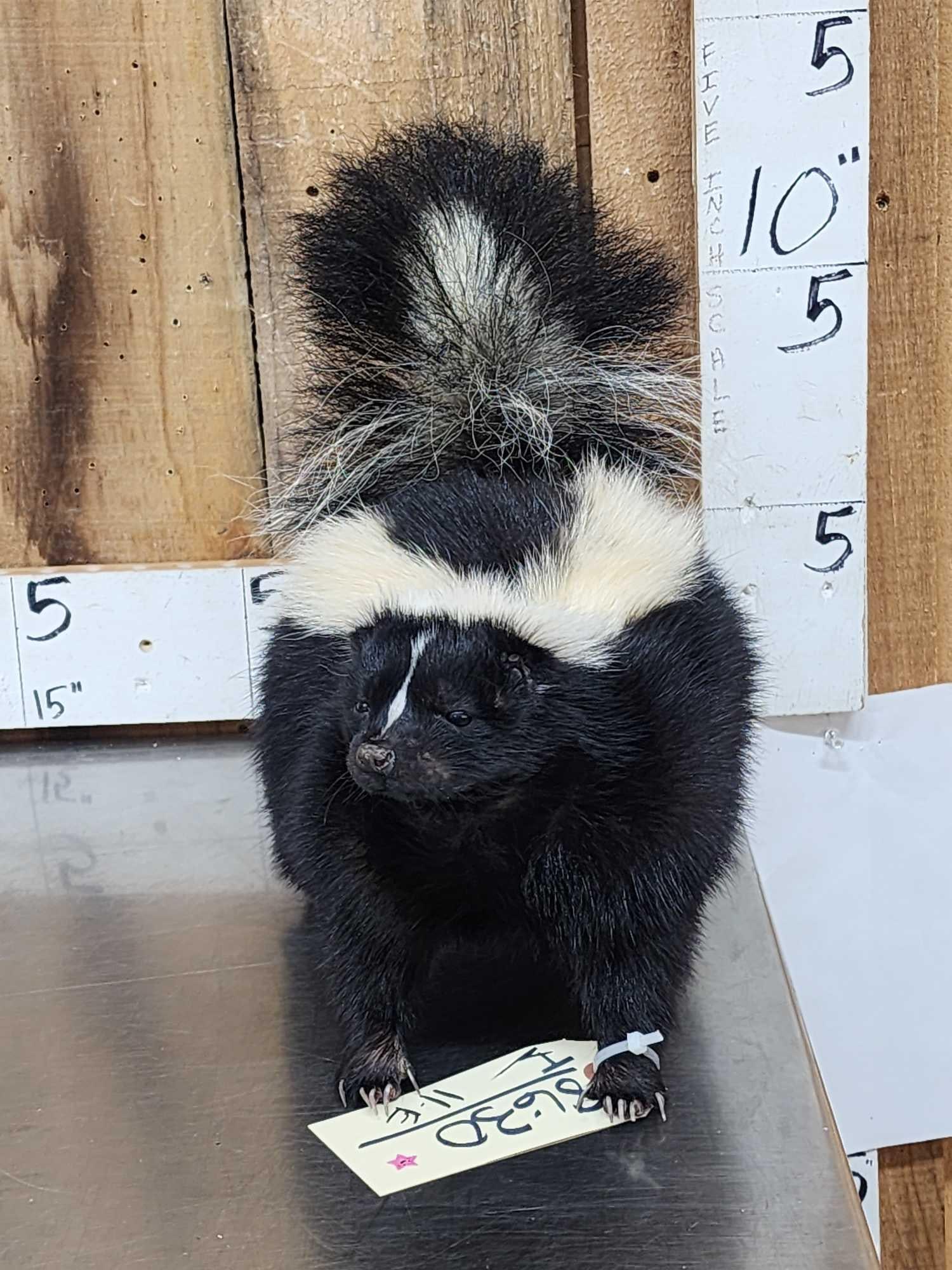 Skunk Full Body Taxidermy Mount (1 of 6)