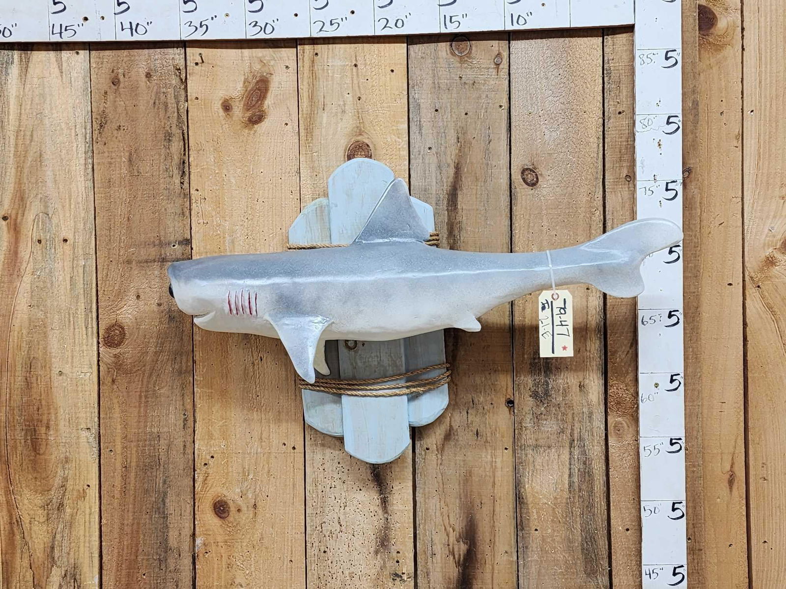 Cyclops Shark Reproduction Fish Taxidermy (1 of 4)