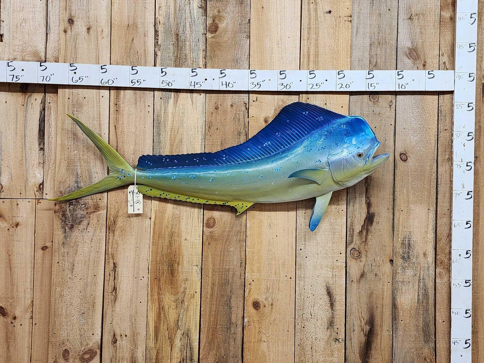 57" Mahi Mahi Reproduction Fish Taxidermy (1 of 4)