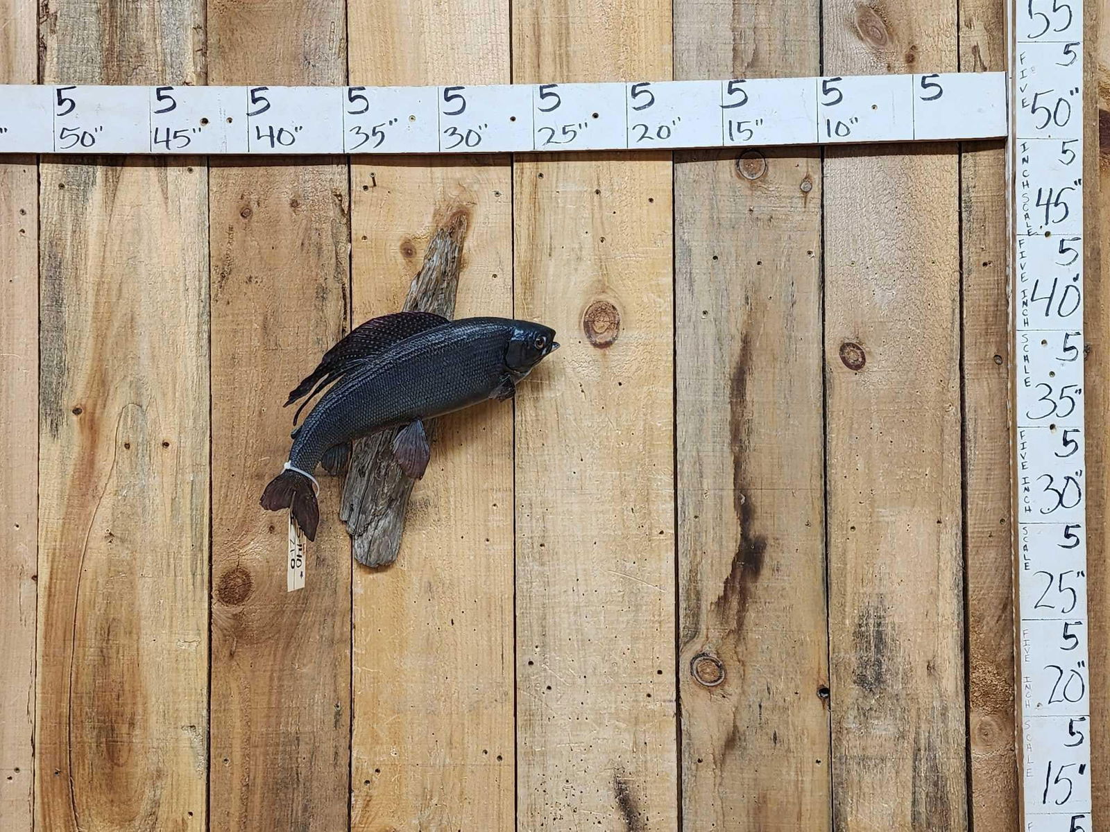 18" Grayling Real Skin Fish Taxidermy: 35.140 Solid mount hard to find in a real skin mount