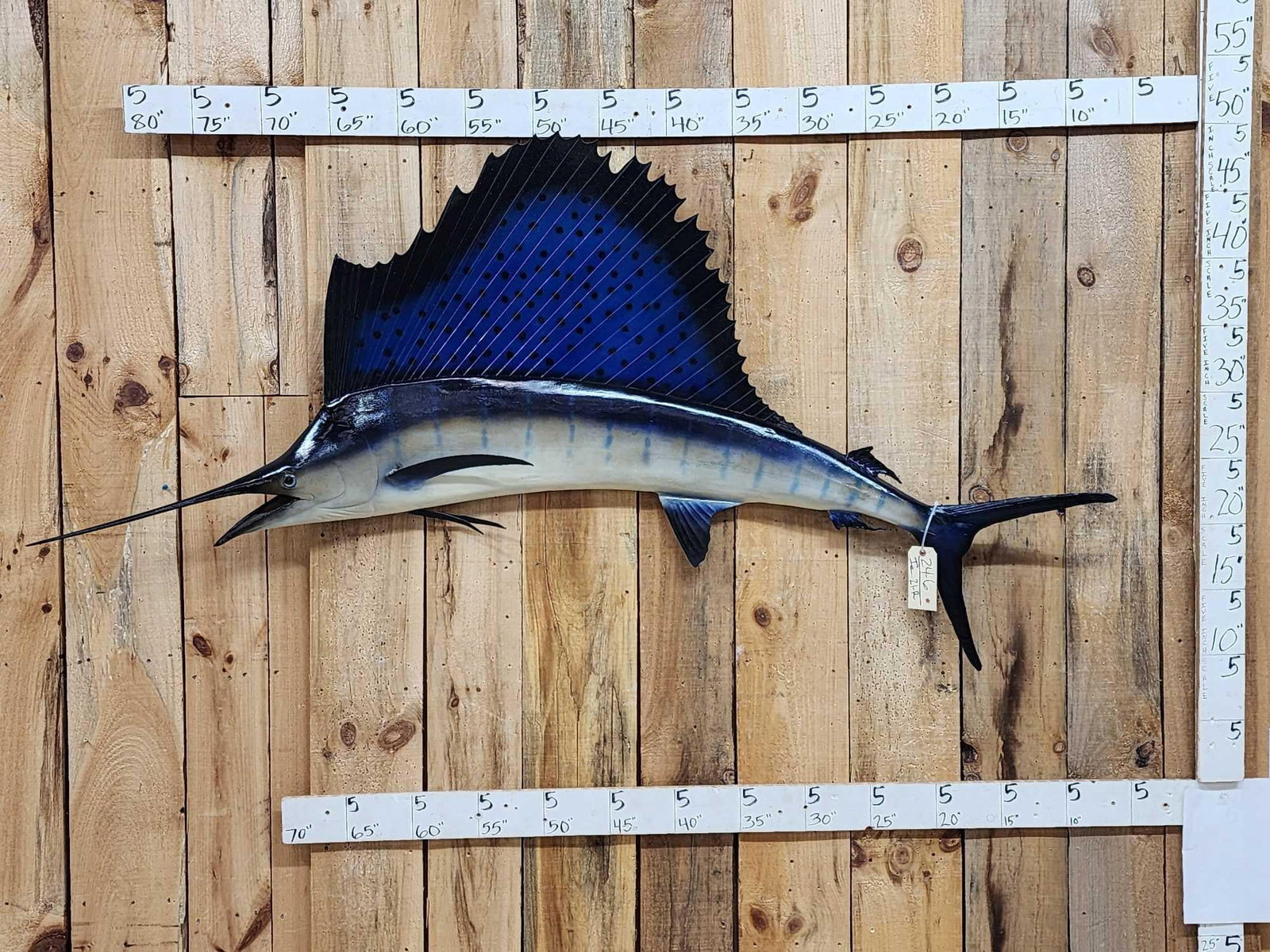 79" Sail Fish Reproduction Fish Taxidermy (1 of 4)
