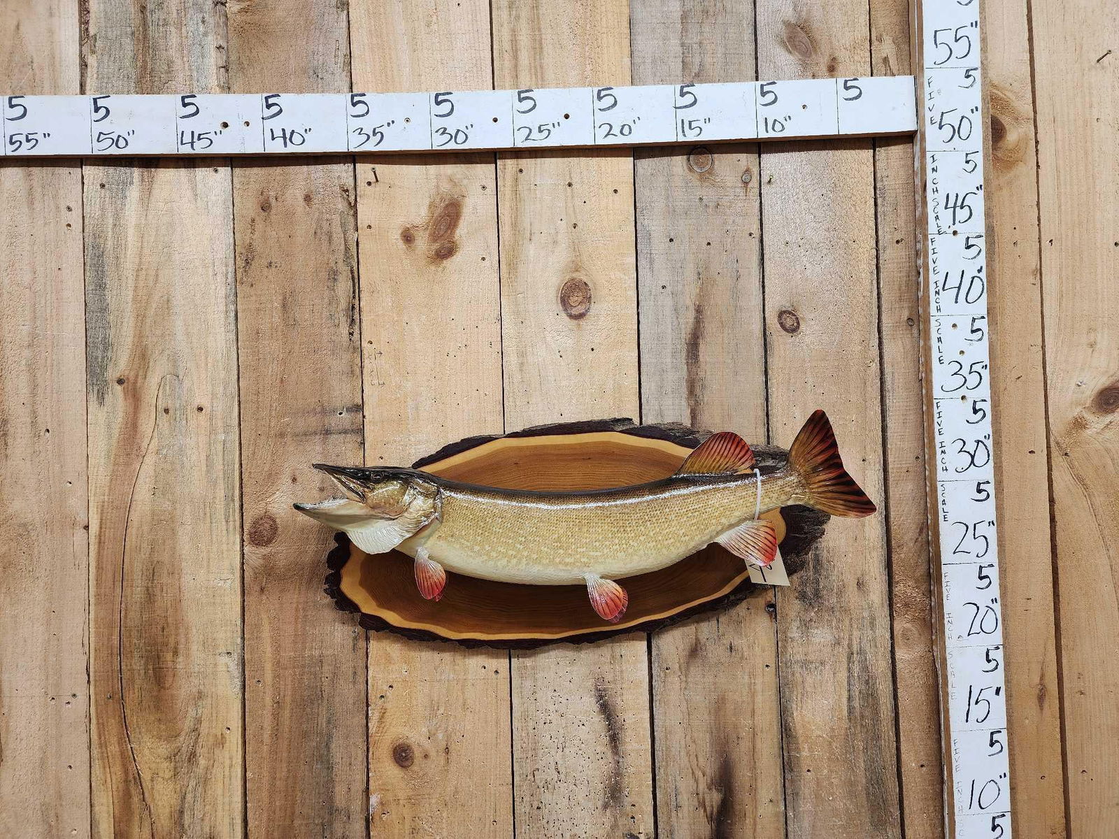 32 1/2" Northern Pike Real Skin Fish Taxidermy (1 of 4)
