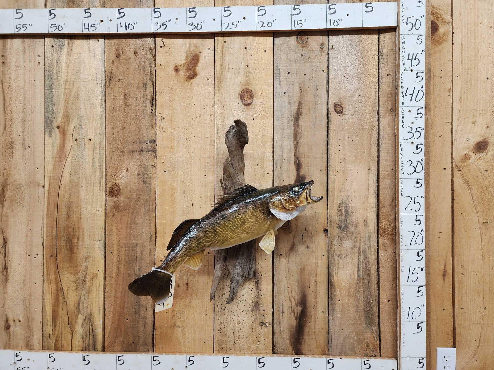 27" Walleye Real Skin Fish Taxidermy (1 of 4)