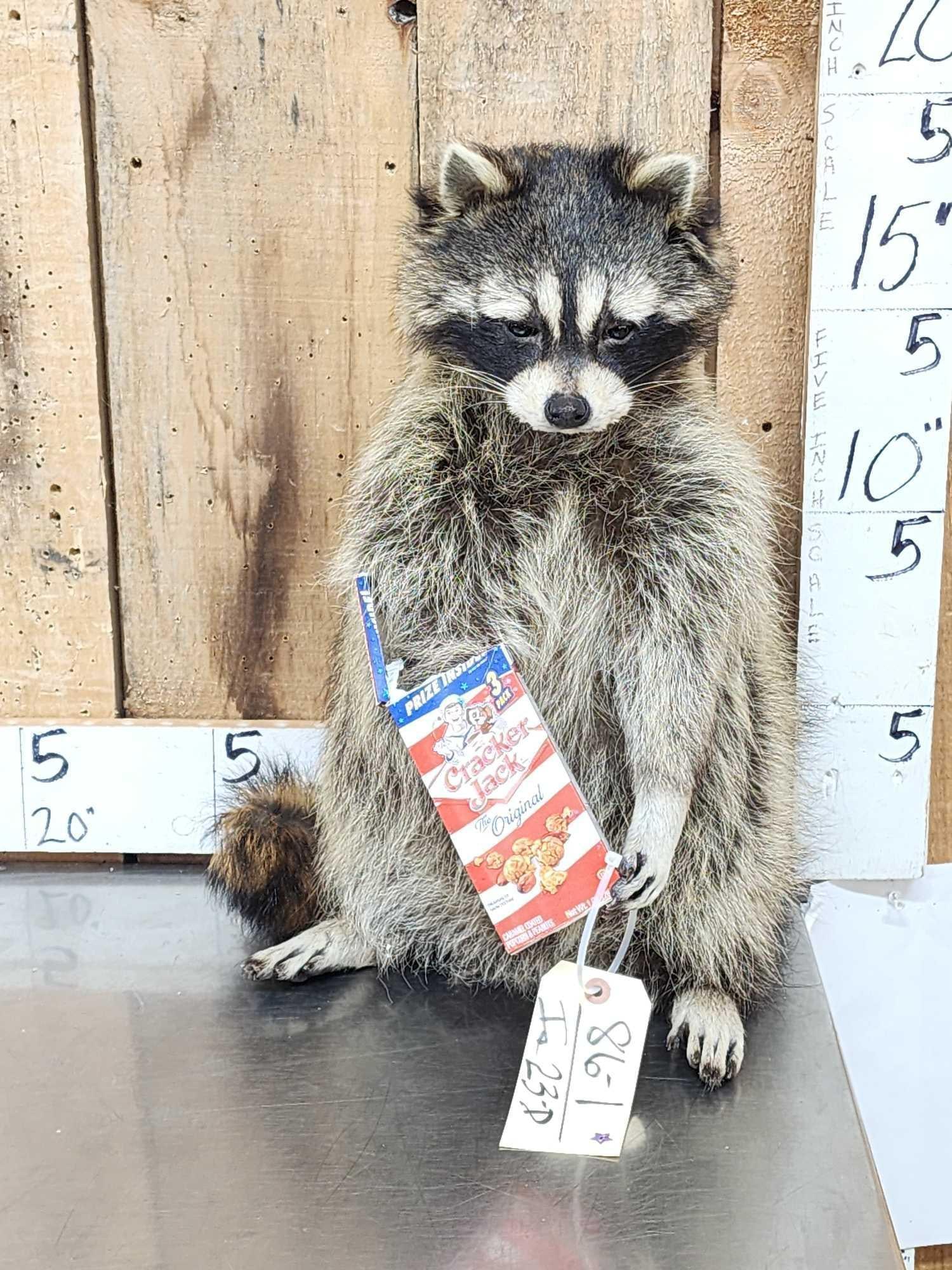 Raccoon Eating Cracker Jacks Taxidermy Mount (1 of 4)