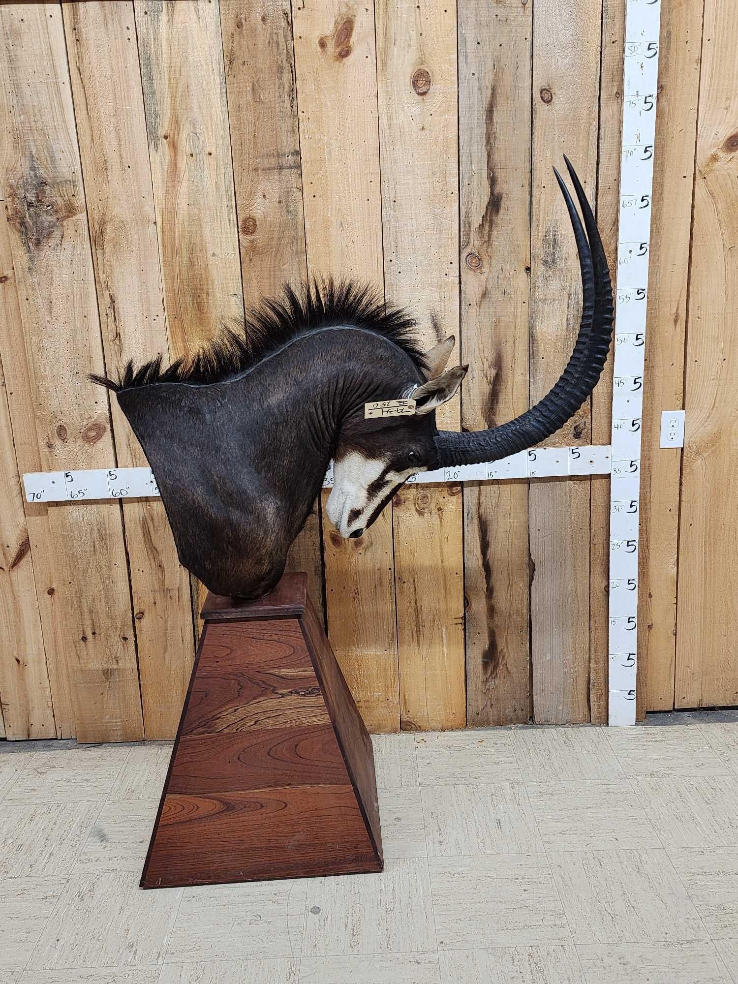 African Sable Antelope Pedestal Taxidermy Mount (1 of 9)