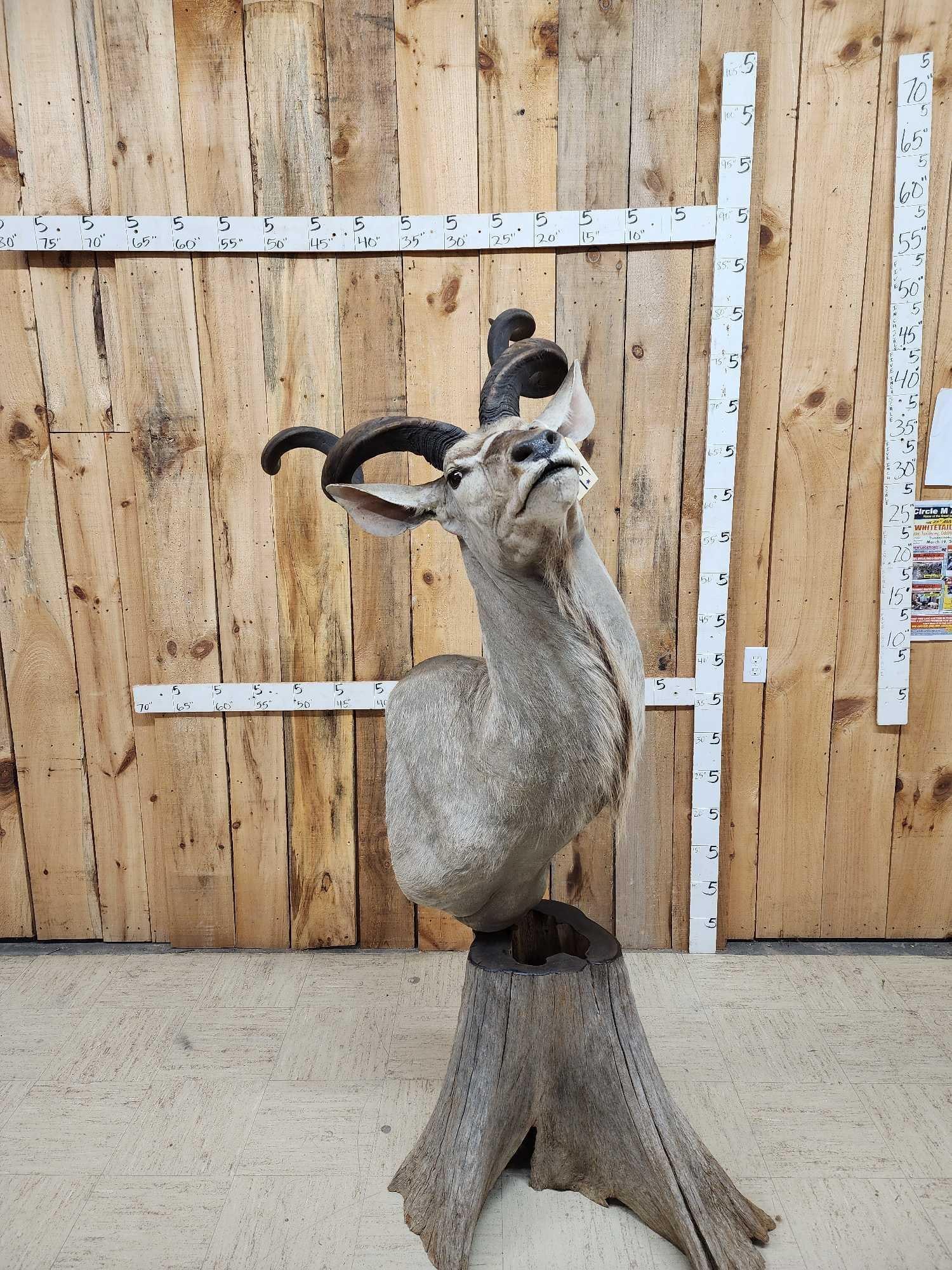 African Kudu Pedestal Taxidermy Mount (1 of 6)