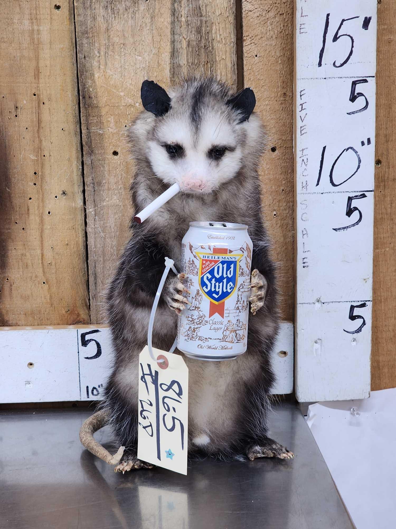 Naughty Opossum Taxidermy Mount (1 of 4)