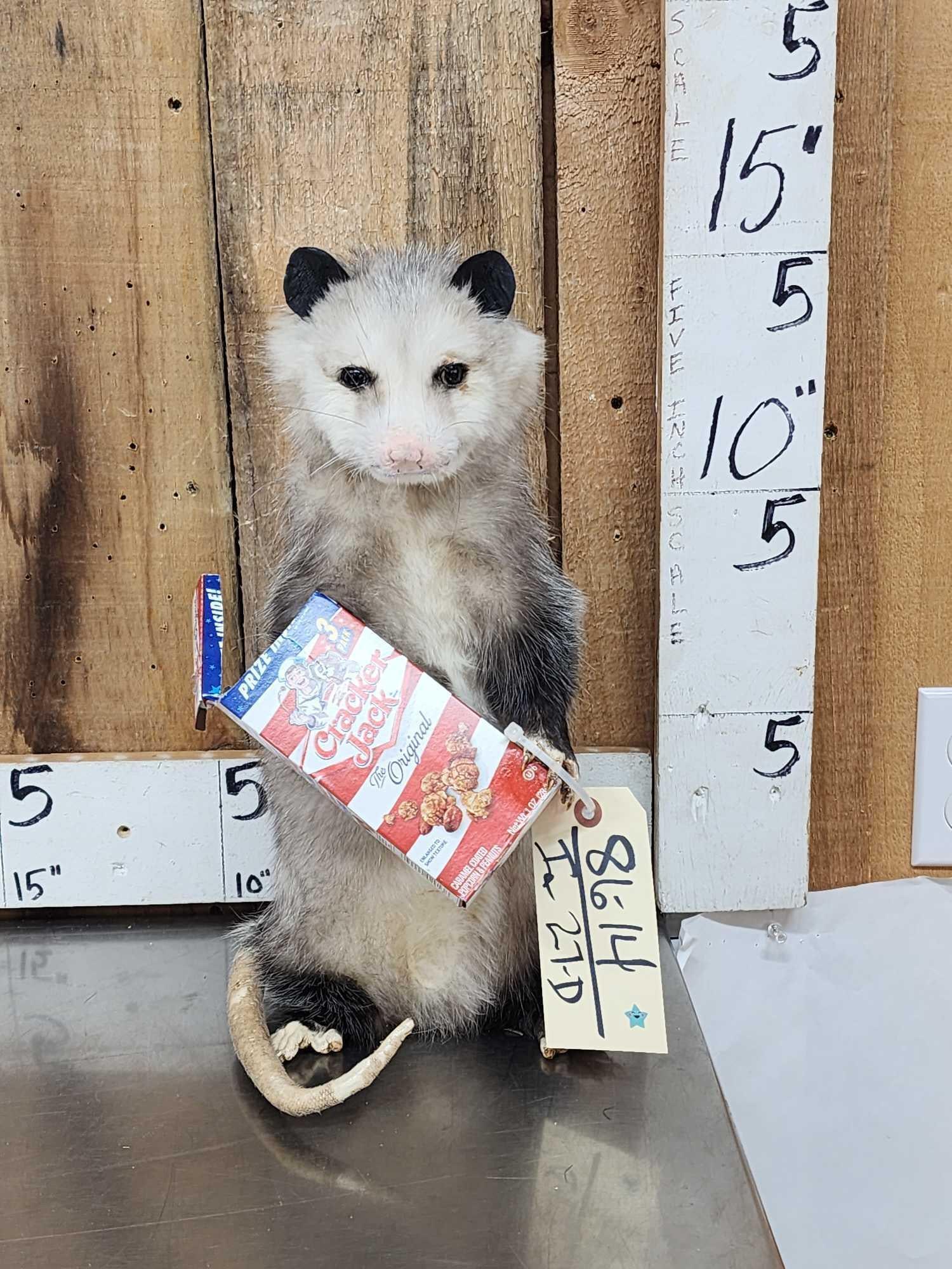 Opossum Eating Cracker Jacks Taxidermy Mount: 86.14 Brand new mount cute piece
