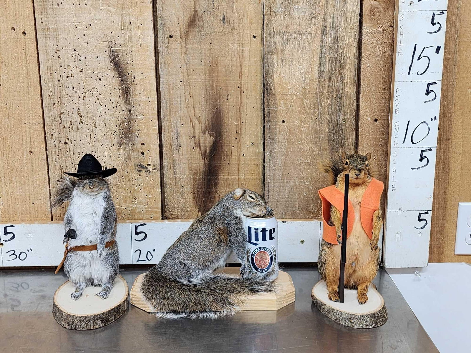 3 Cute Critters Taxidermy Lot (1 of 10)
