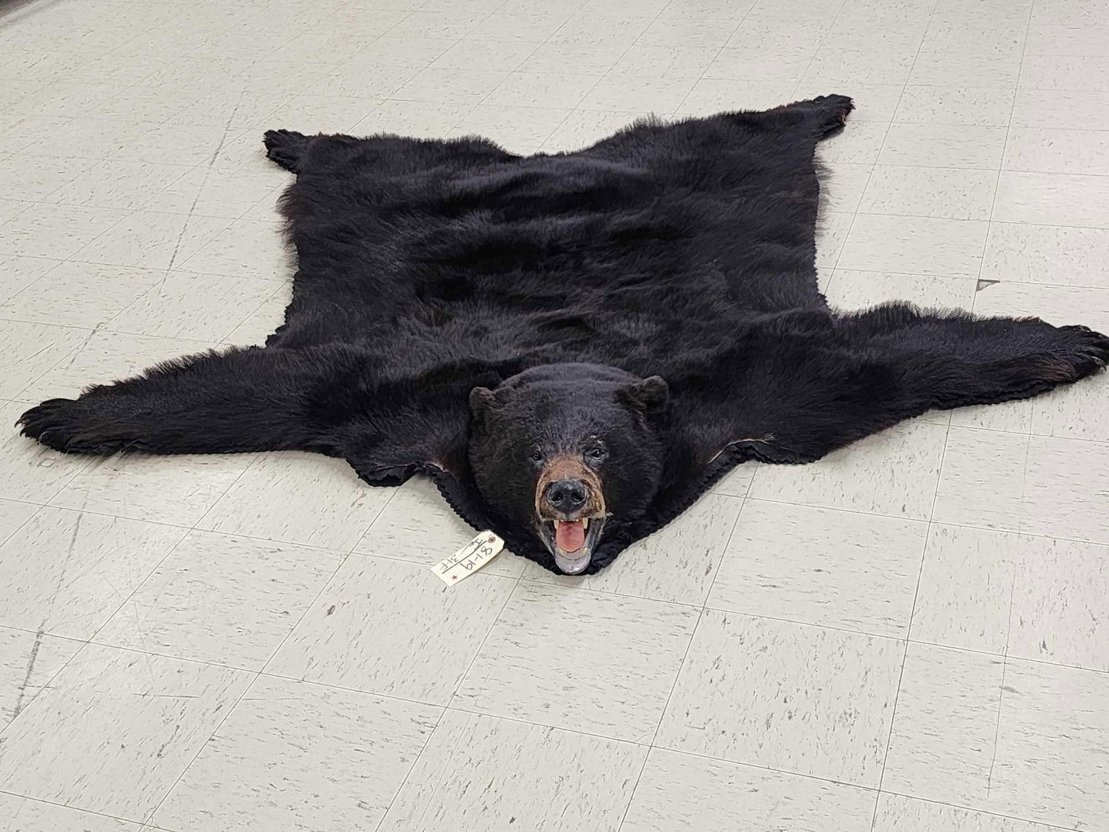 Big Black Bear Rug Taxidermy (1 of 11)