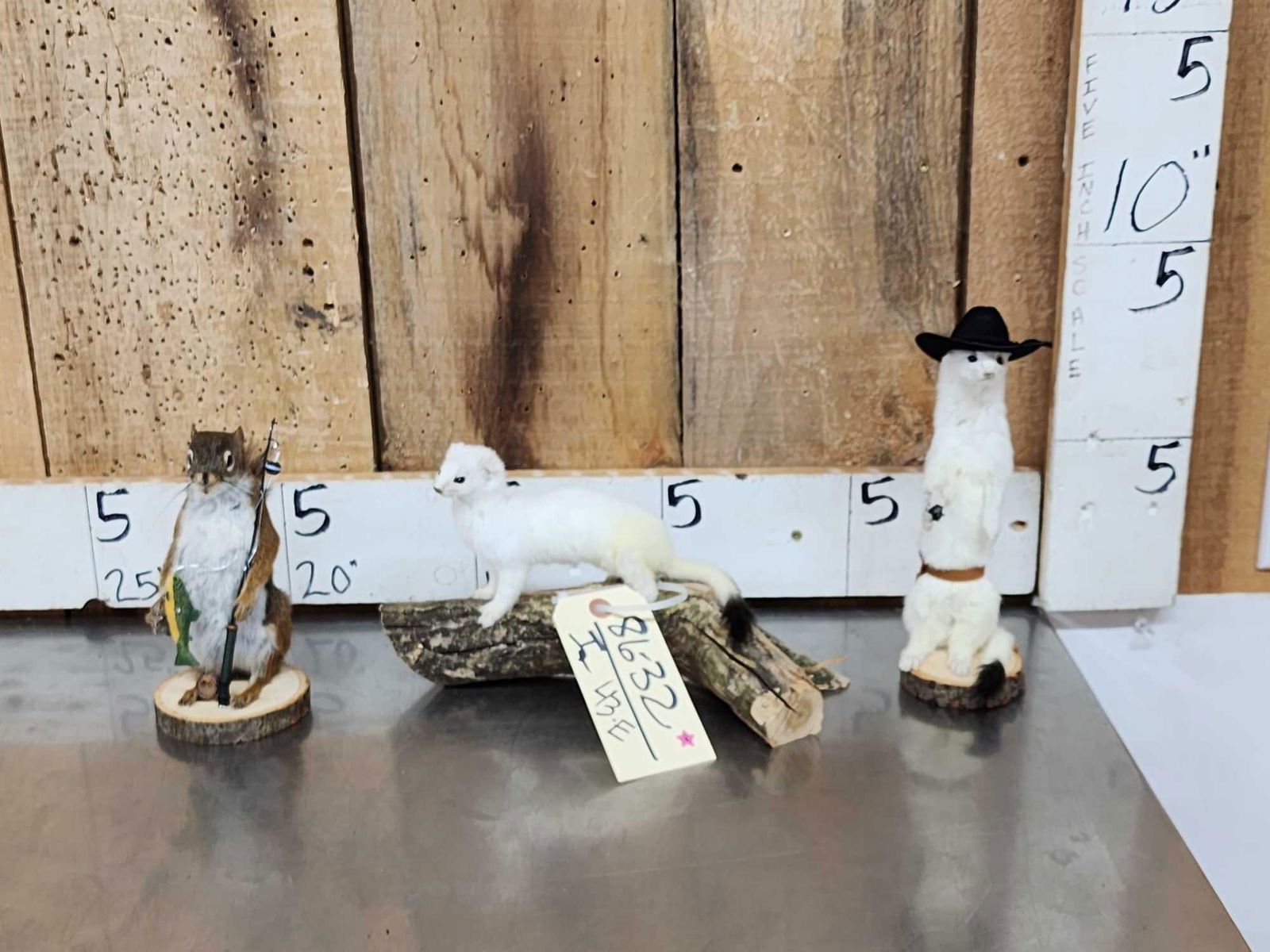 3 Cute Critters Taxidermy Lot (1 of 10)