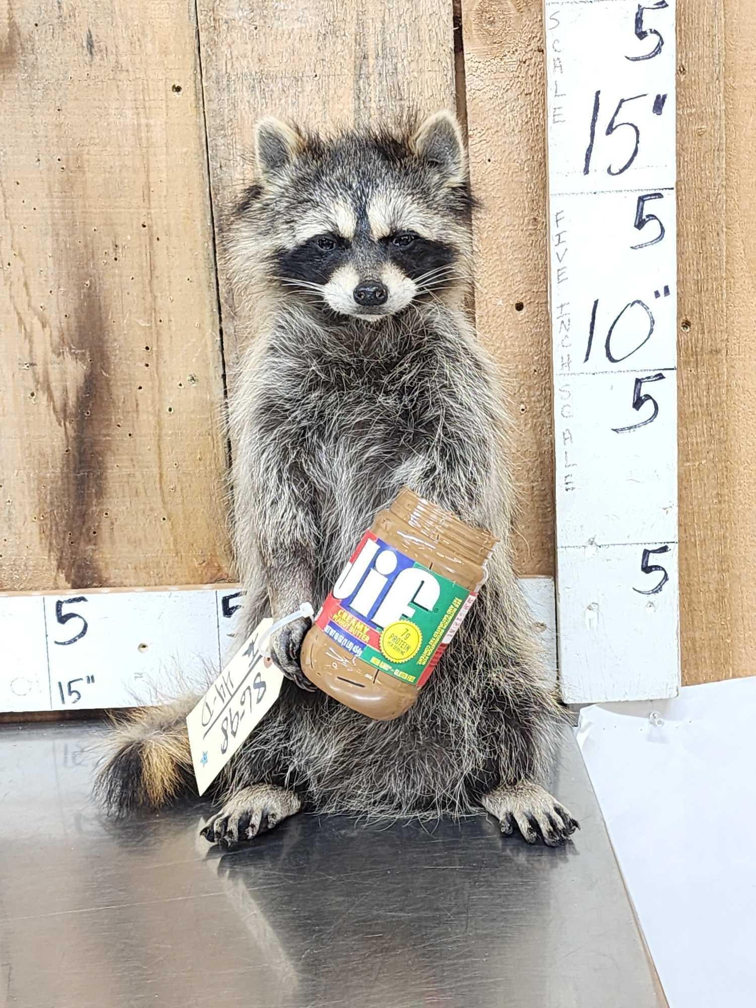 Raccoon Eating Peanut Butter Taxidermy Mount (1 of 4)
