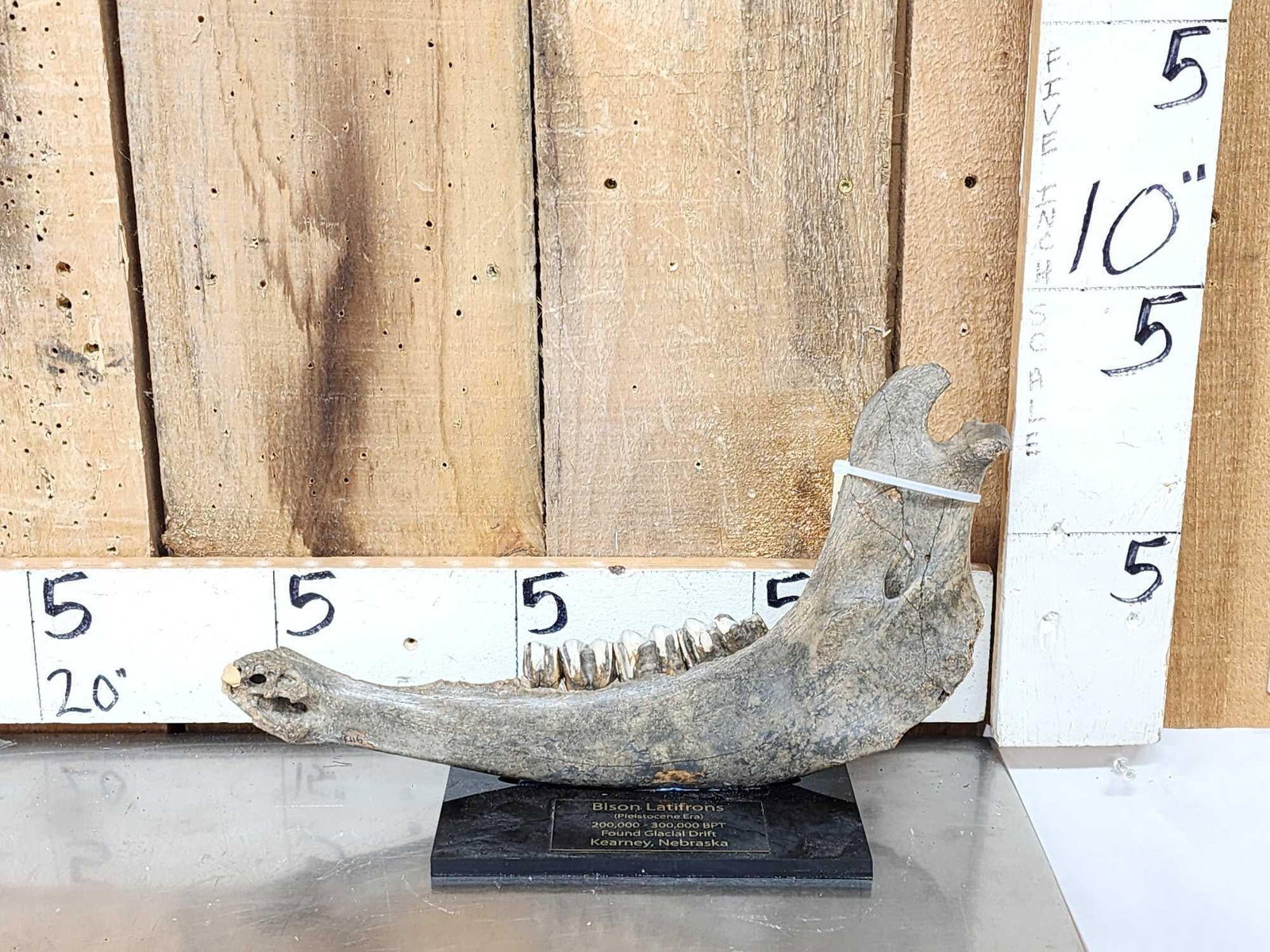 Ancient Bison Buffalo Jaw Section Partially Fossilized Fossil (1 of 6)