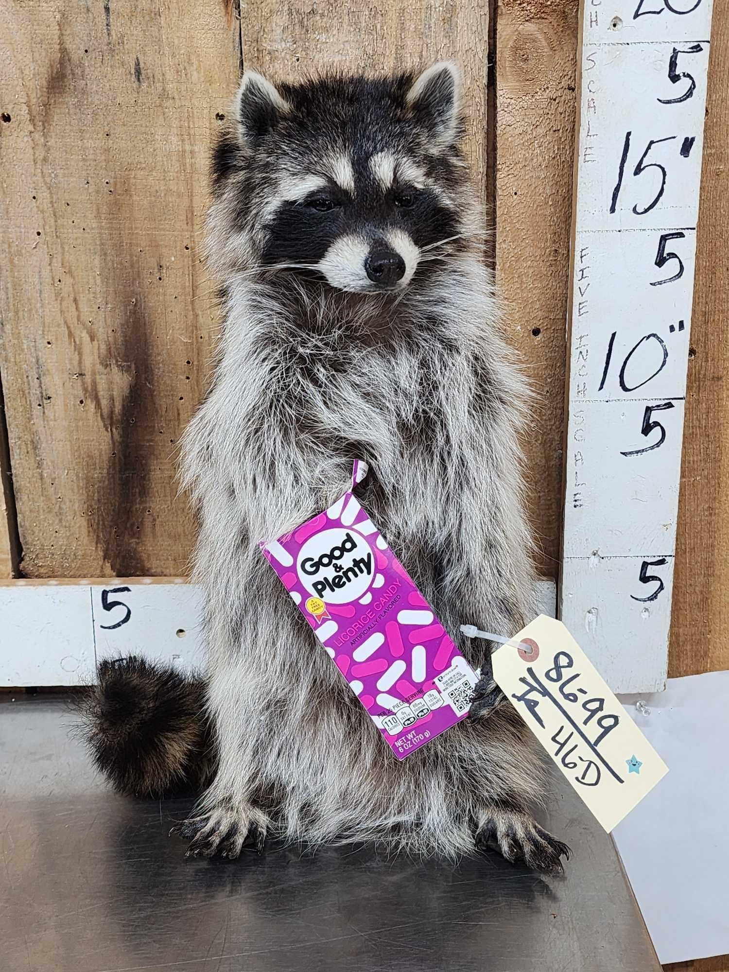 Raccoon Eating Candy Taxidermy Mount (1 of 3)