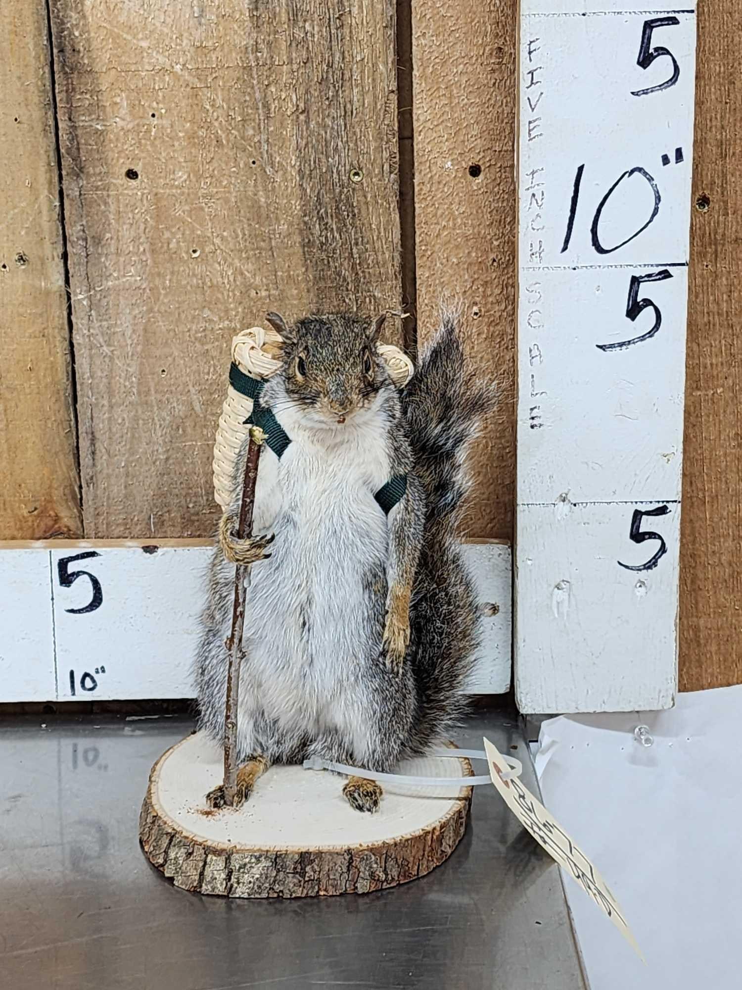 Backpacking Squirrel Full Body Taxidermy Mount (1 of 4)