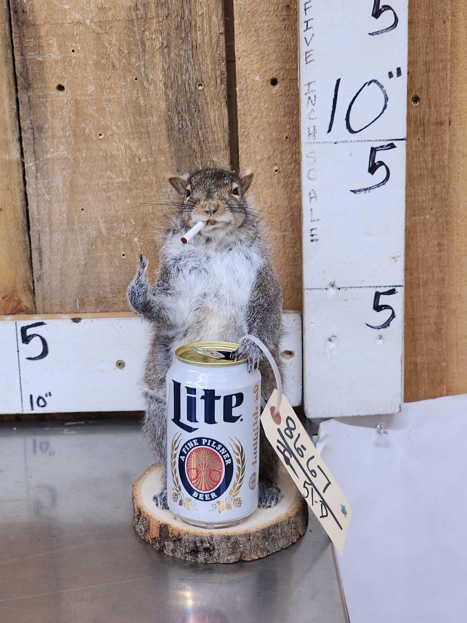 Naughty Squirrel Full Body Taxidermy Mount (1 of 3)