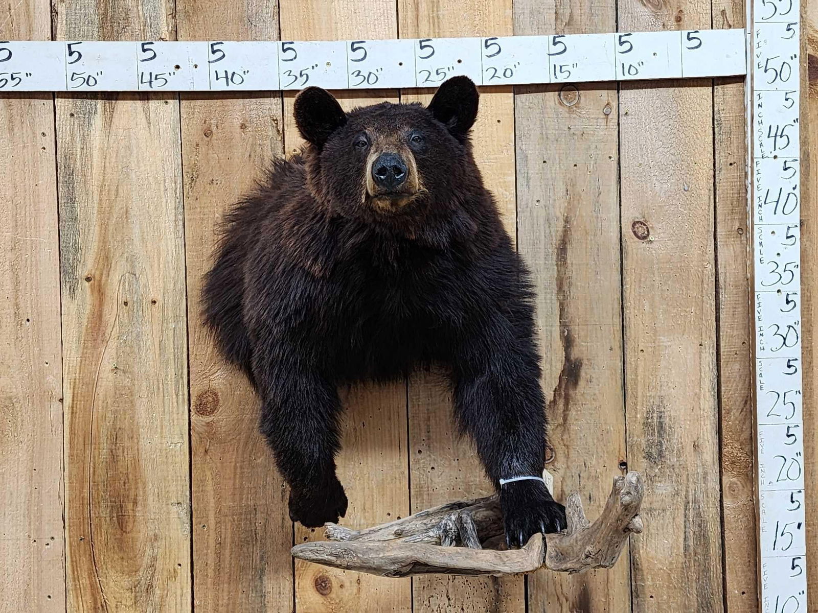Black Bear Half Body Taxidermy Mount (1 of 9)