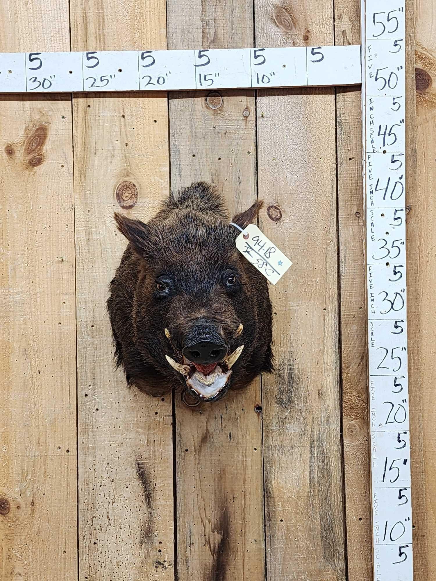 Wild Boar Hog Shoulder Mount Taxidermy (1 of 3)
