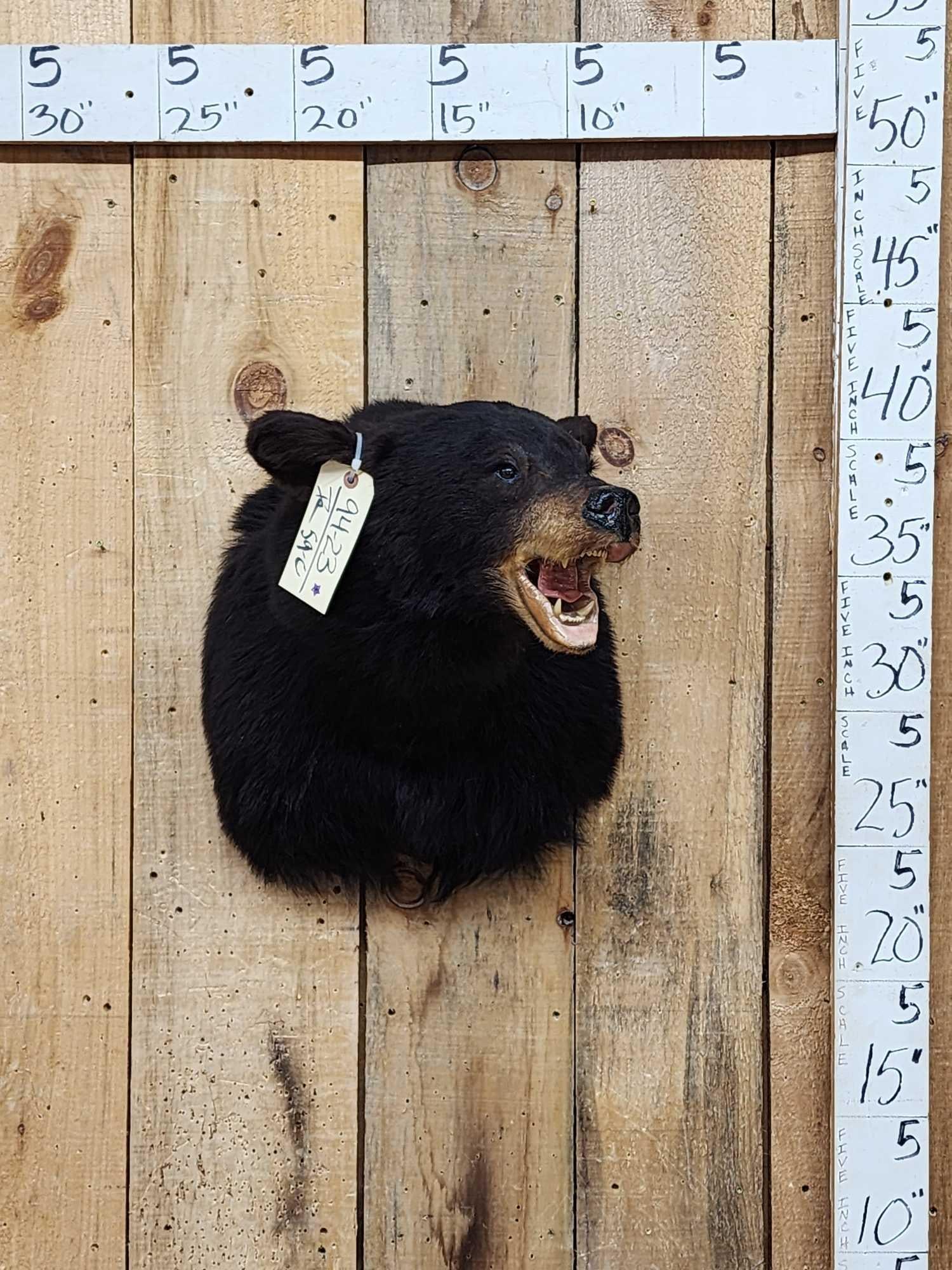 Black Bear Shoulder Mount Taxidermy (1 of 4)