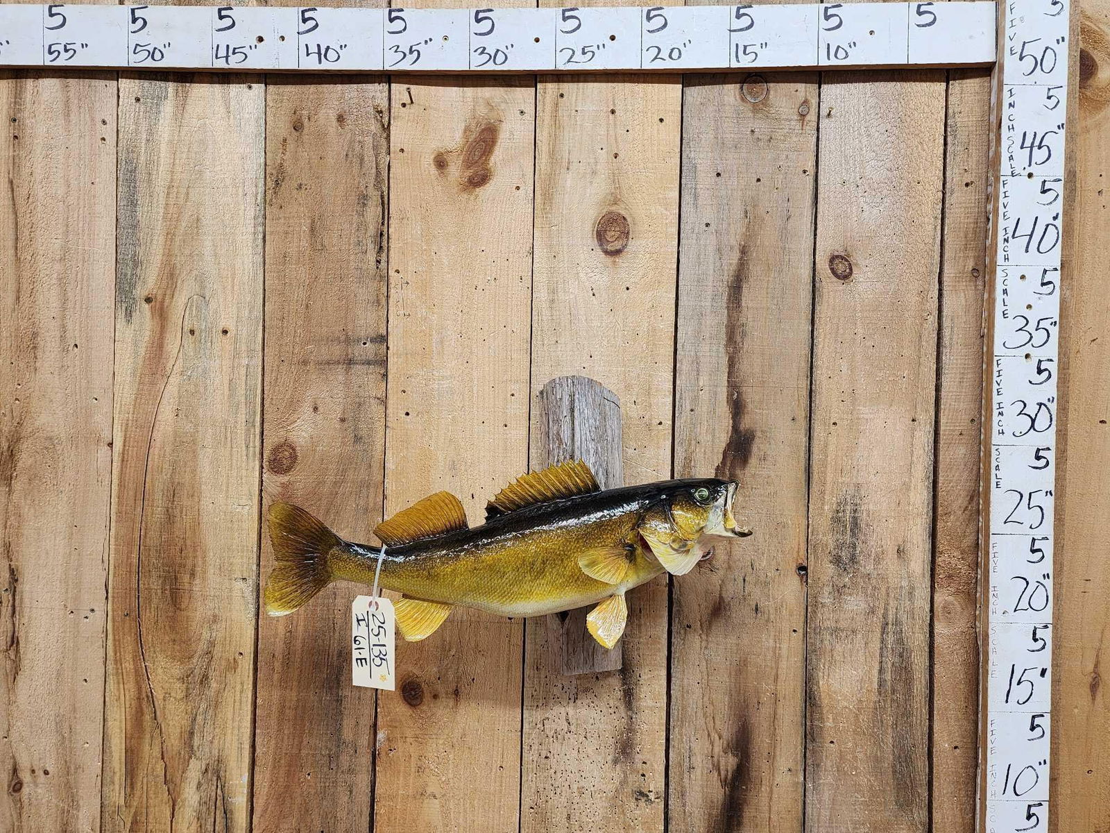 26" Walleye Real Skin Fish Taxidermy (1 of 4)