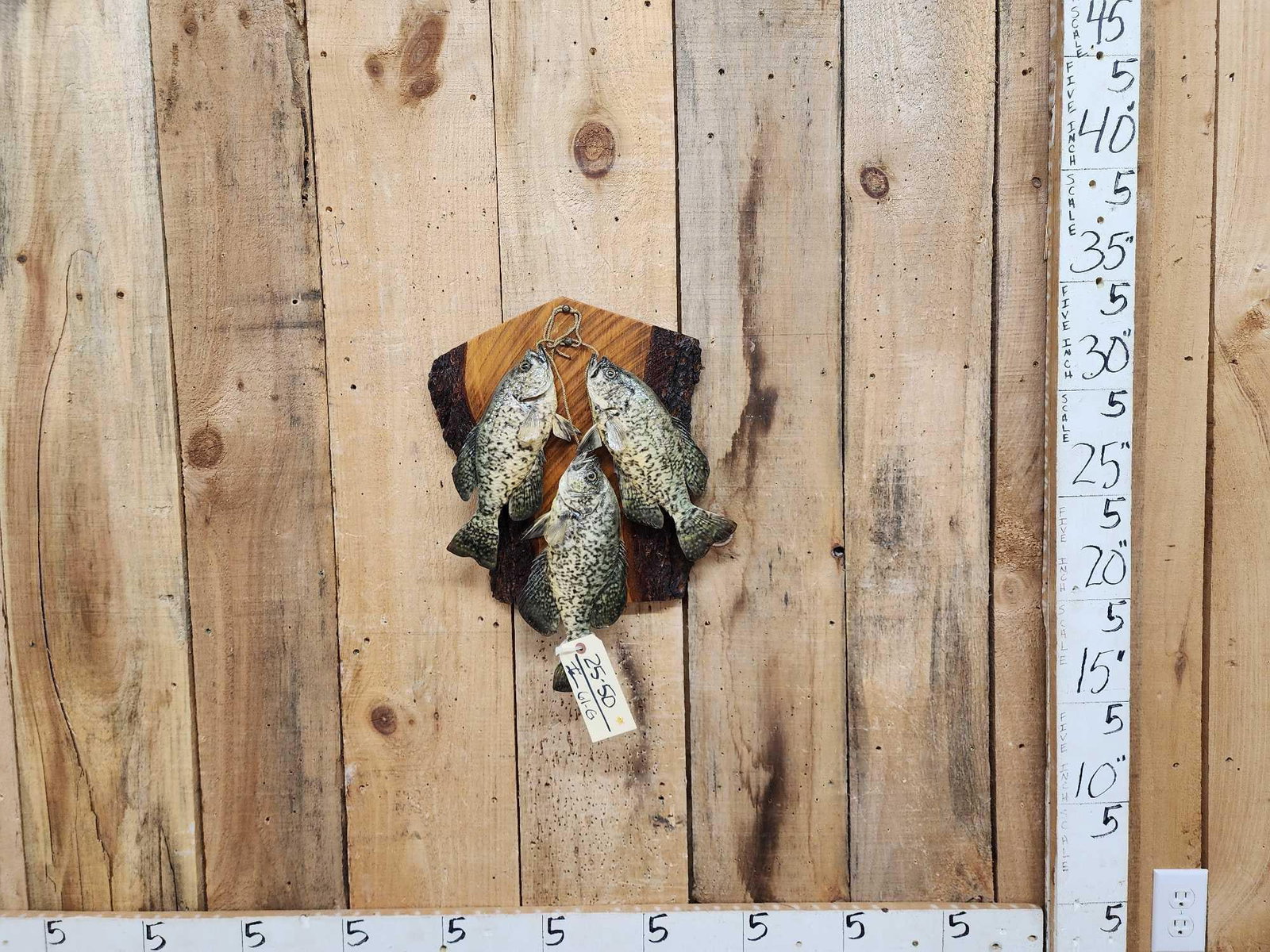 3 Crappie Real Skin Fish Taxidermy (1 of 4)