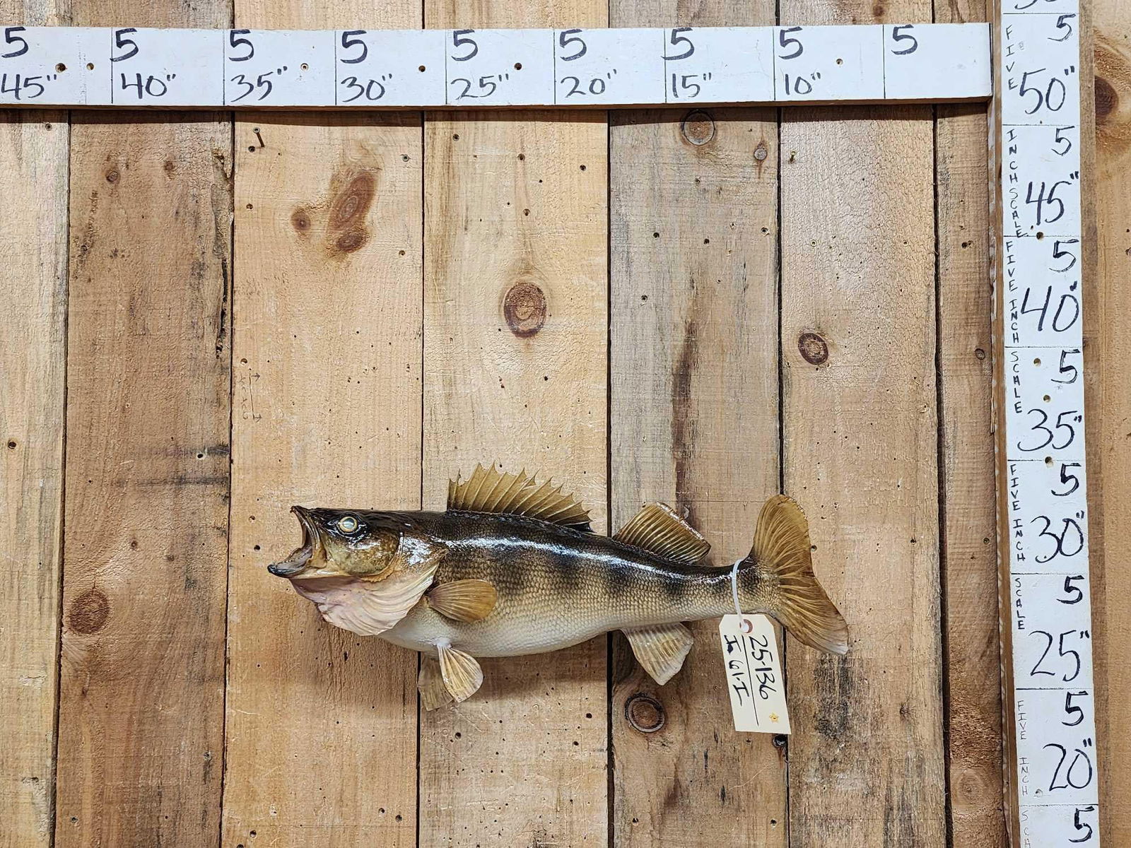 25" Walleye Real Skin Fish Taxidermy (1 of 3)