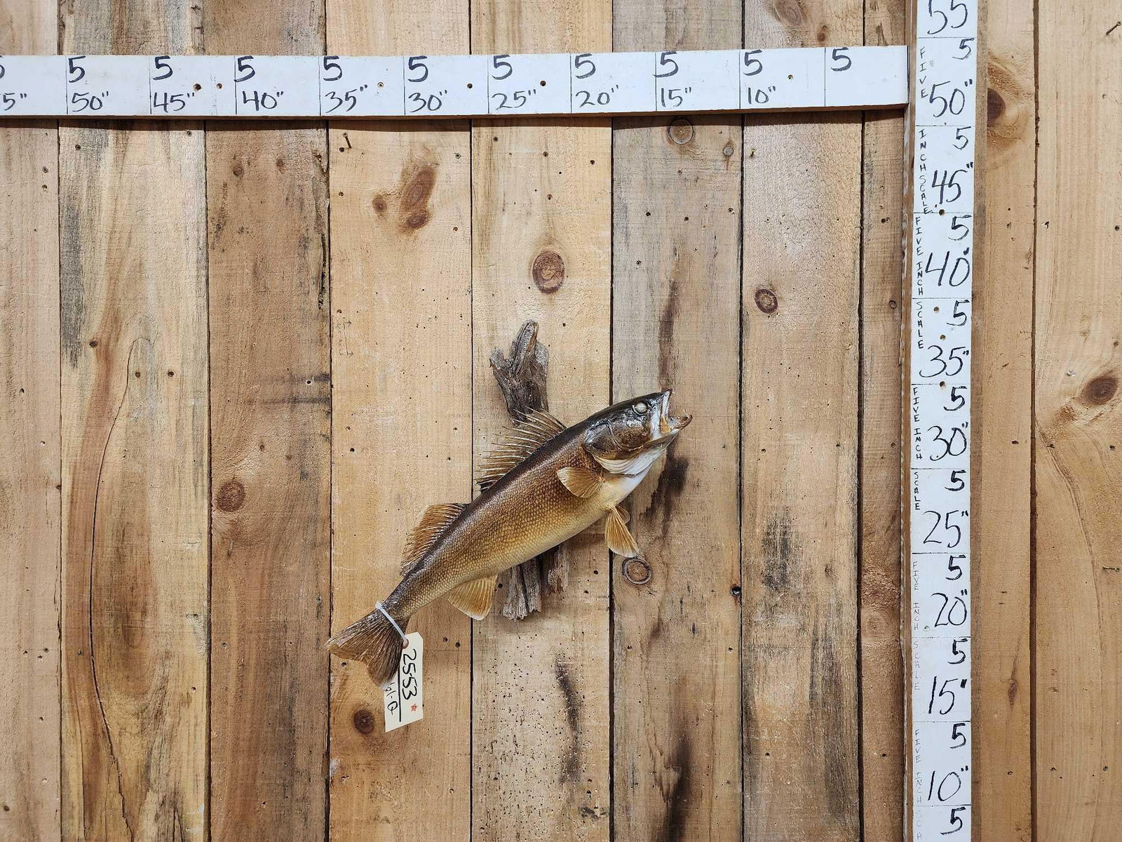 24" Walleye Real Skin Fish Taxidermy (1 of 4)