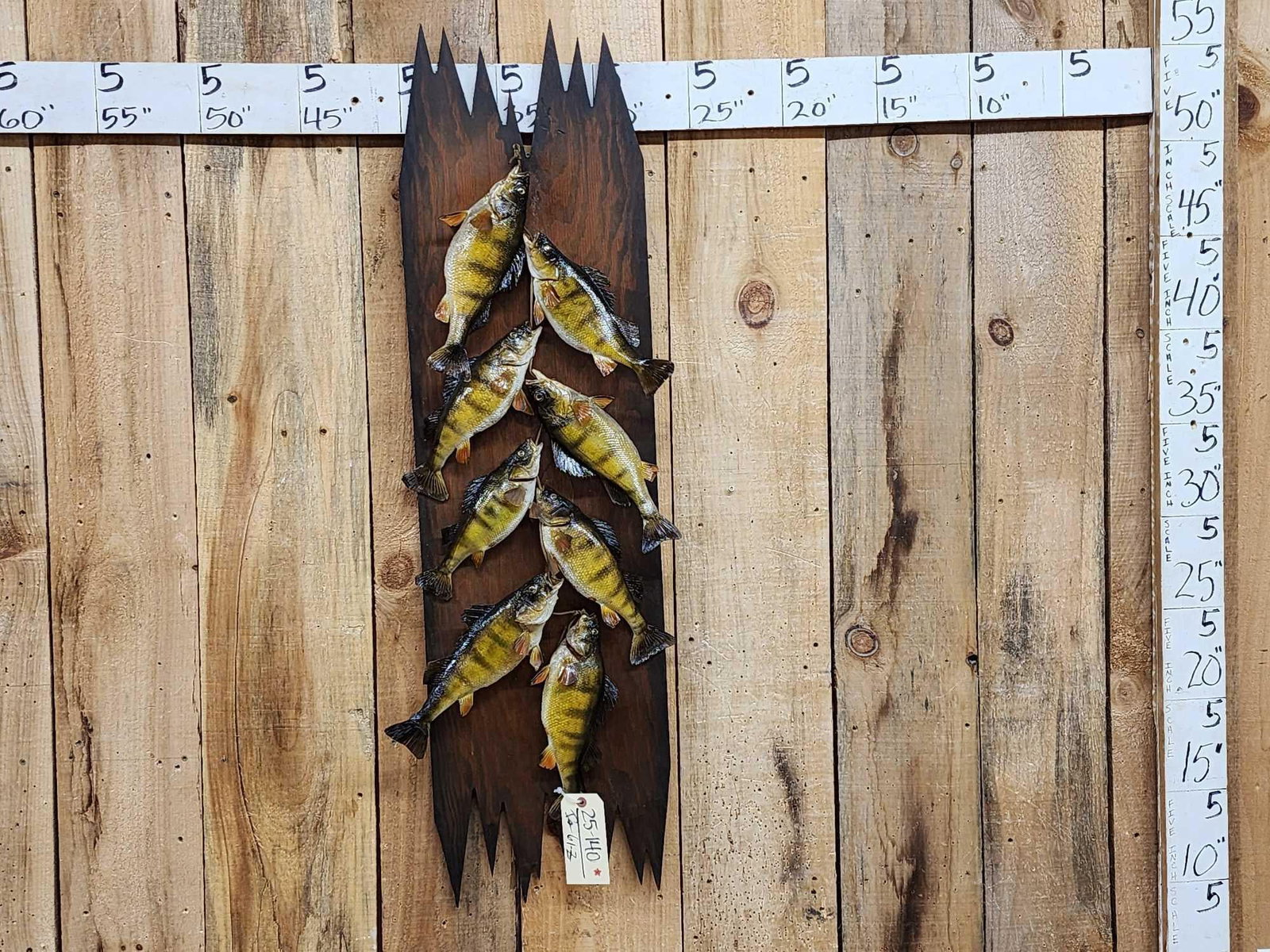 Stringer Of 8 Perch Real Skin Fish Taxidermy: 25.140 Cool vintage mount