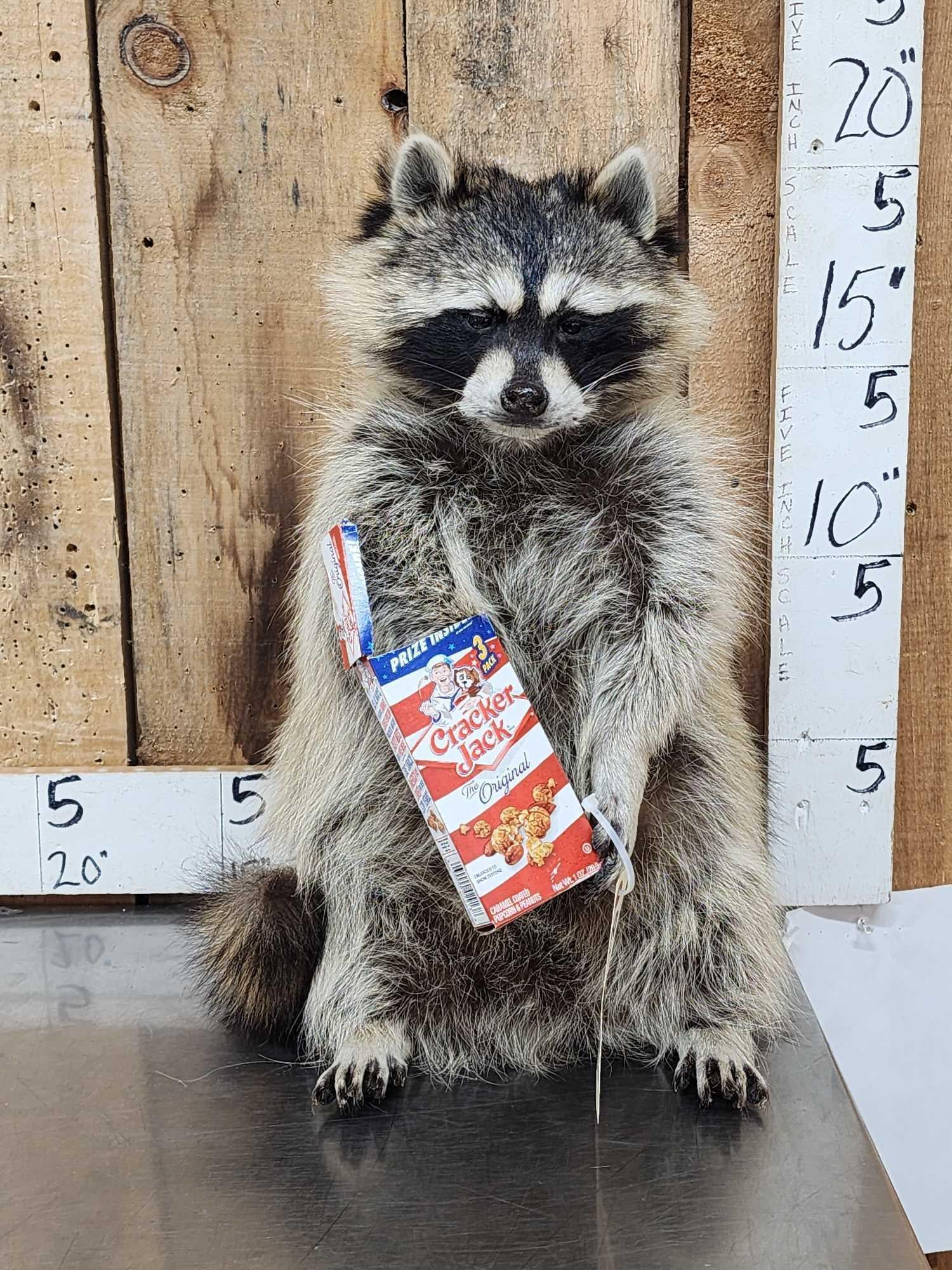 Raccoon Eating Cracker Jacks Taxidermy Mount: 86.17 Brand new mount big coon