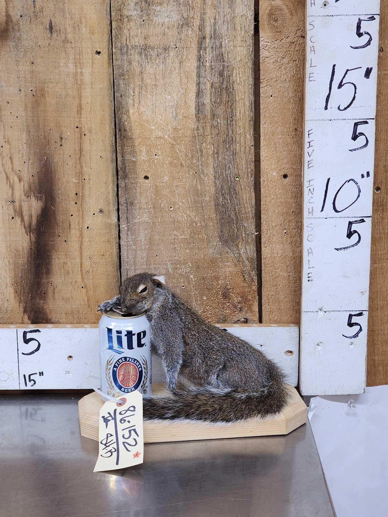 Drunken Squirrel Full Body Taxidermy Mount: 86.152 It's Been a long night Brand new mount