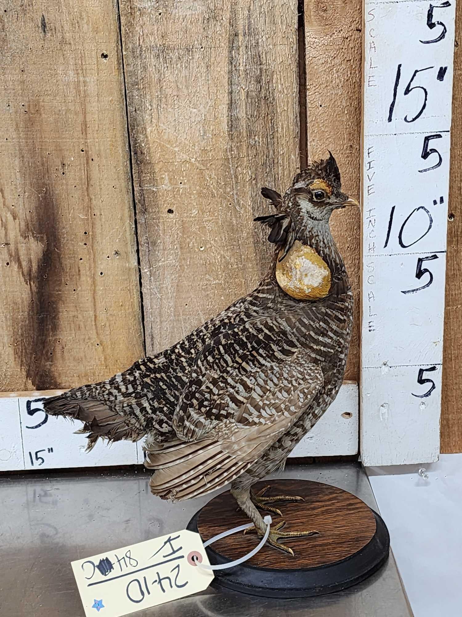 Prairie Chicken Full Body Bird Taxidermy: 24.10 Strutting pose